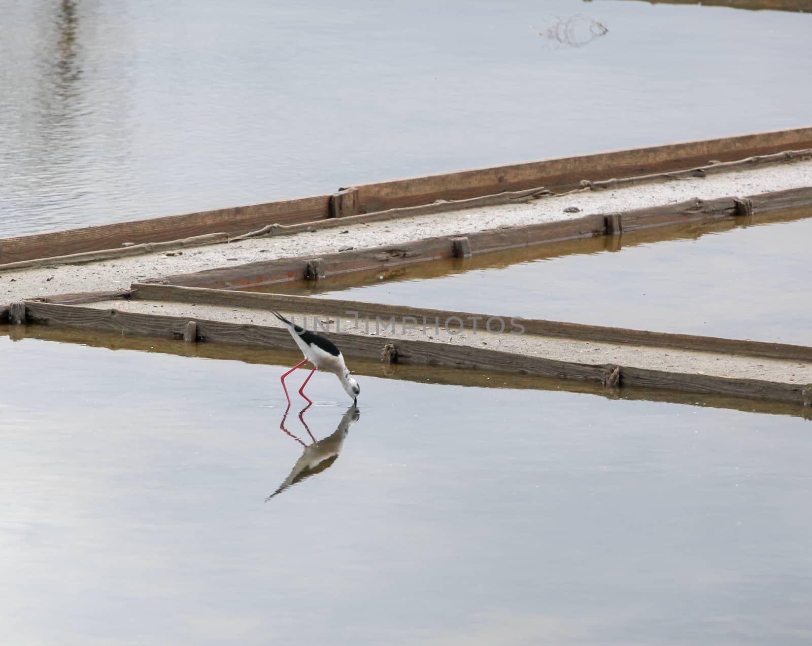 Black-Winged Stilt Wading In Water by nenovbrothers
