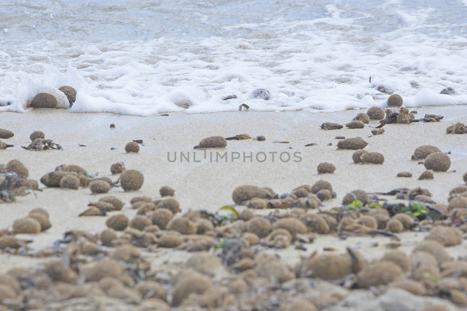 Fiber balls of seagrass washed up on sandy beach in Mallorca, Spain.