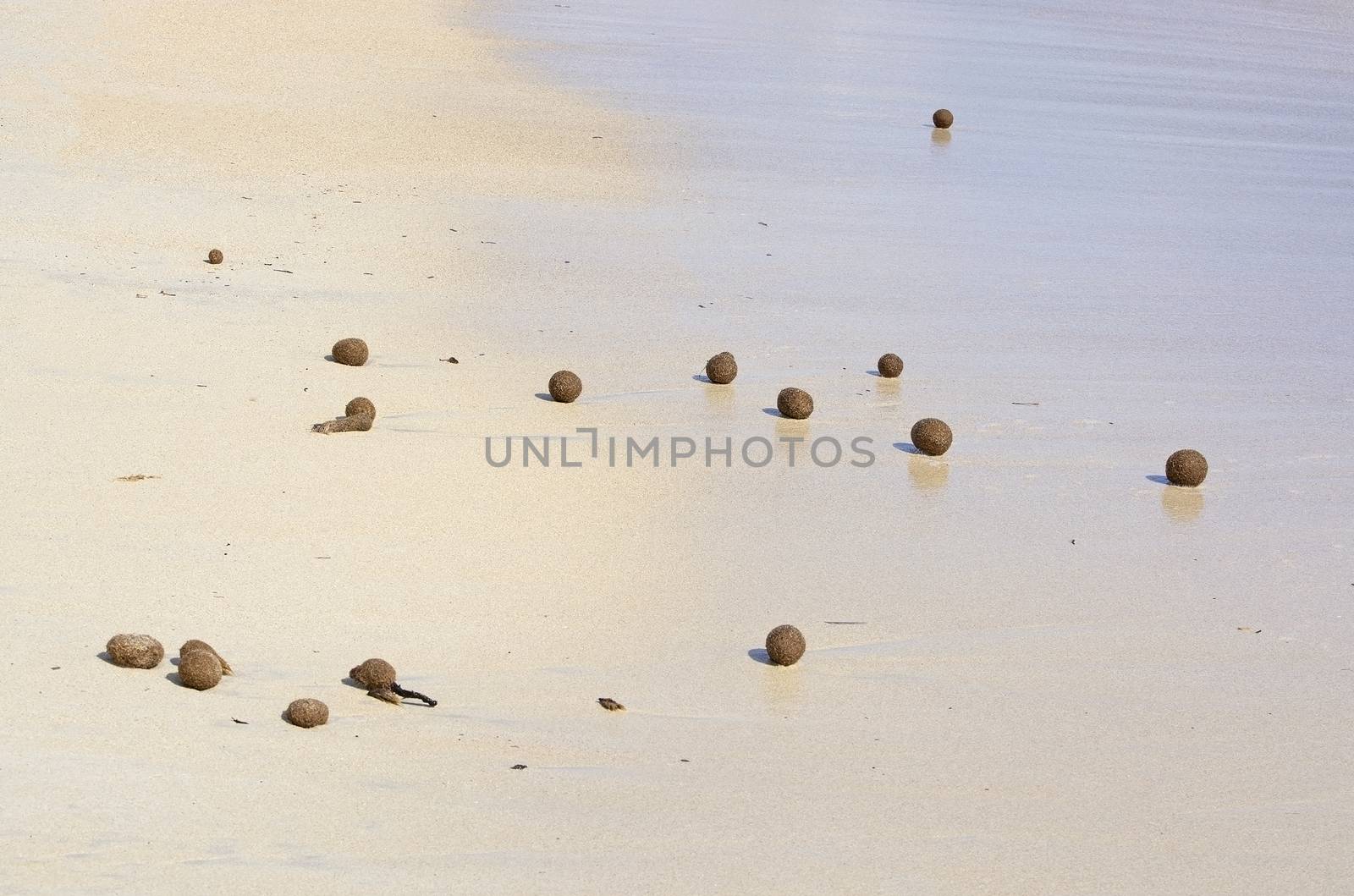 Fiber balls of seagrass washed up on sandy beach in Mallorca, Spain.