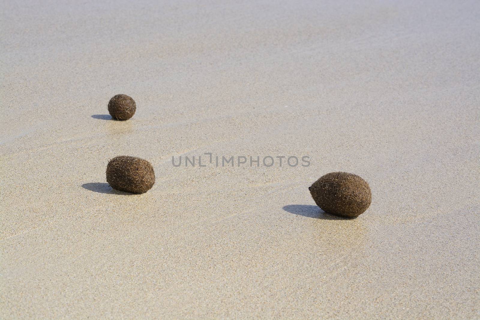 Fiber balls of seagrass washed up on sandy beach in Mallorca, Spain.