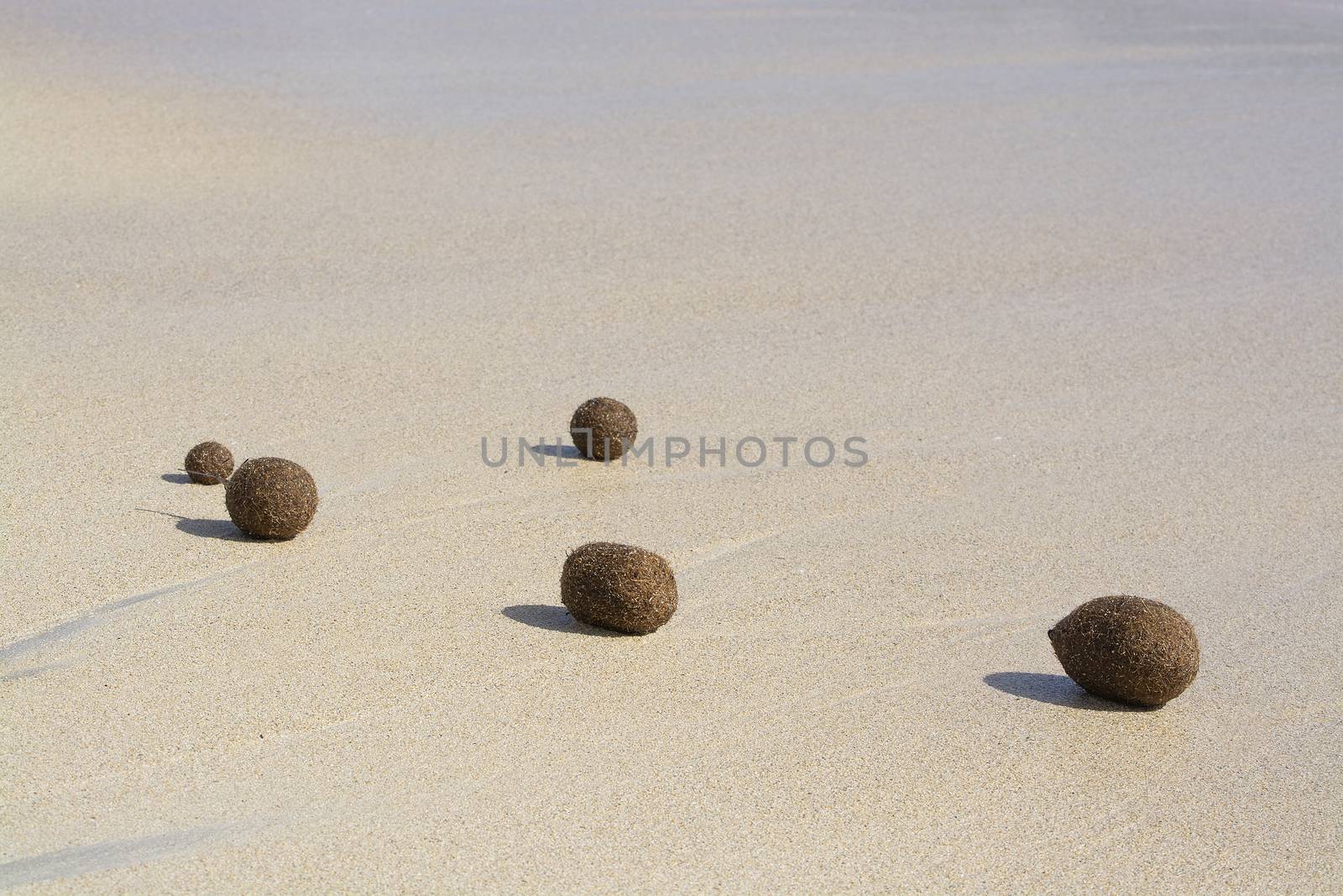 Fiber balls of seagrass  by ArtesiaWells