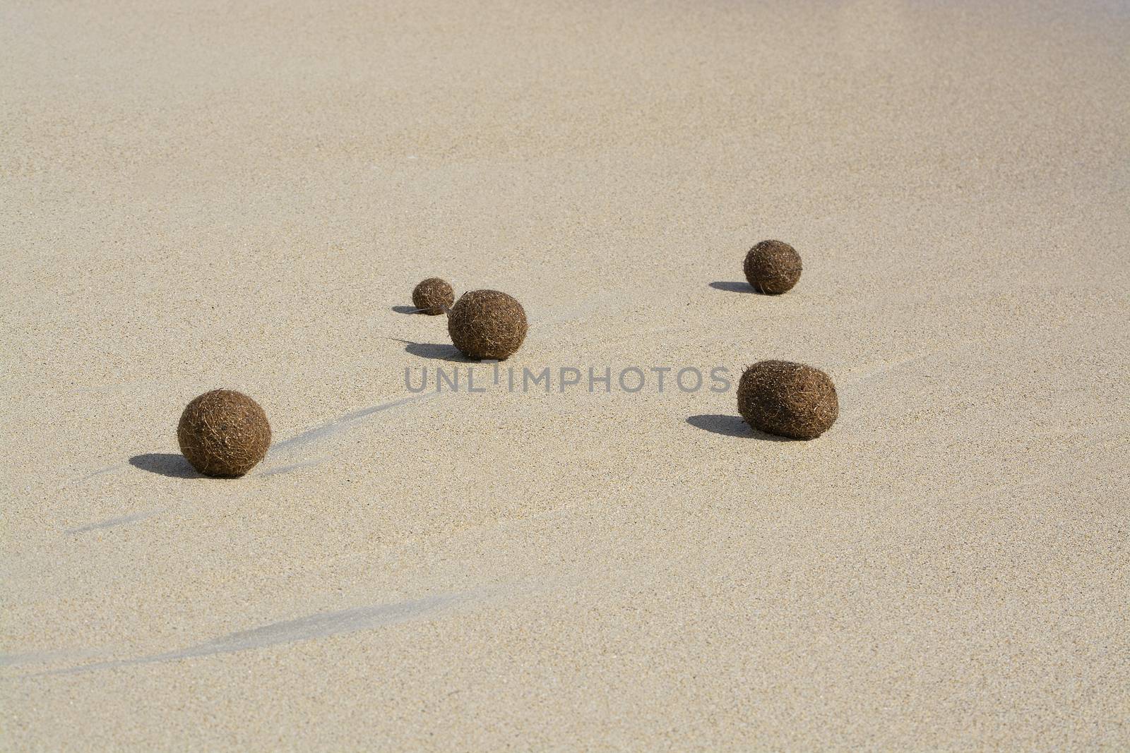 Fiber balls of seagrass washed up on sandy beach in Mallorca, Spain.