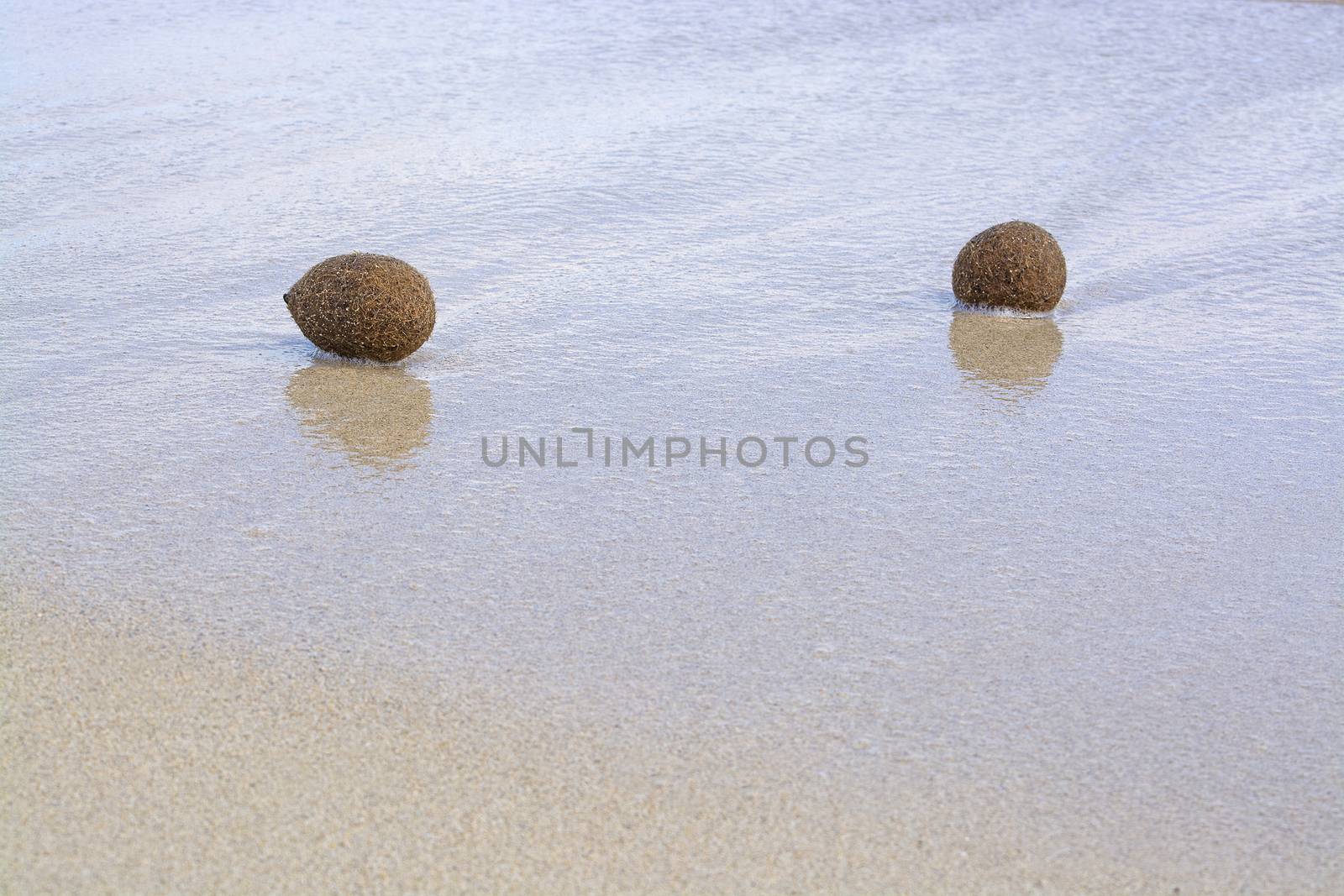 Fiber balls of seagrass washed up on sandy beach in Mallorca, Spain.