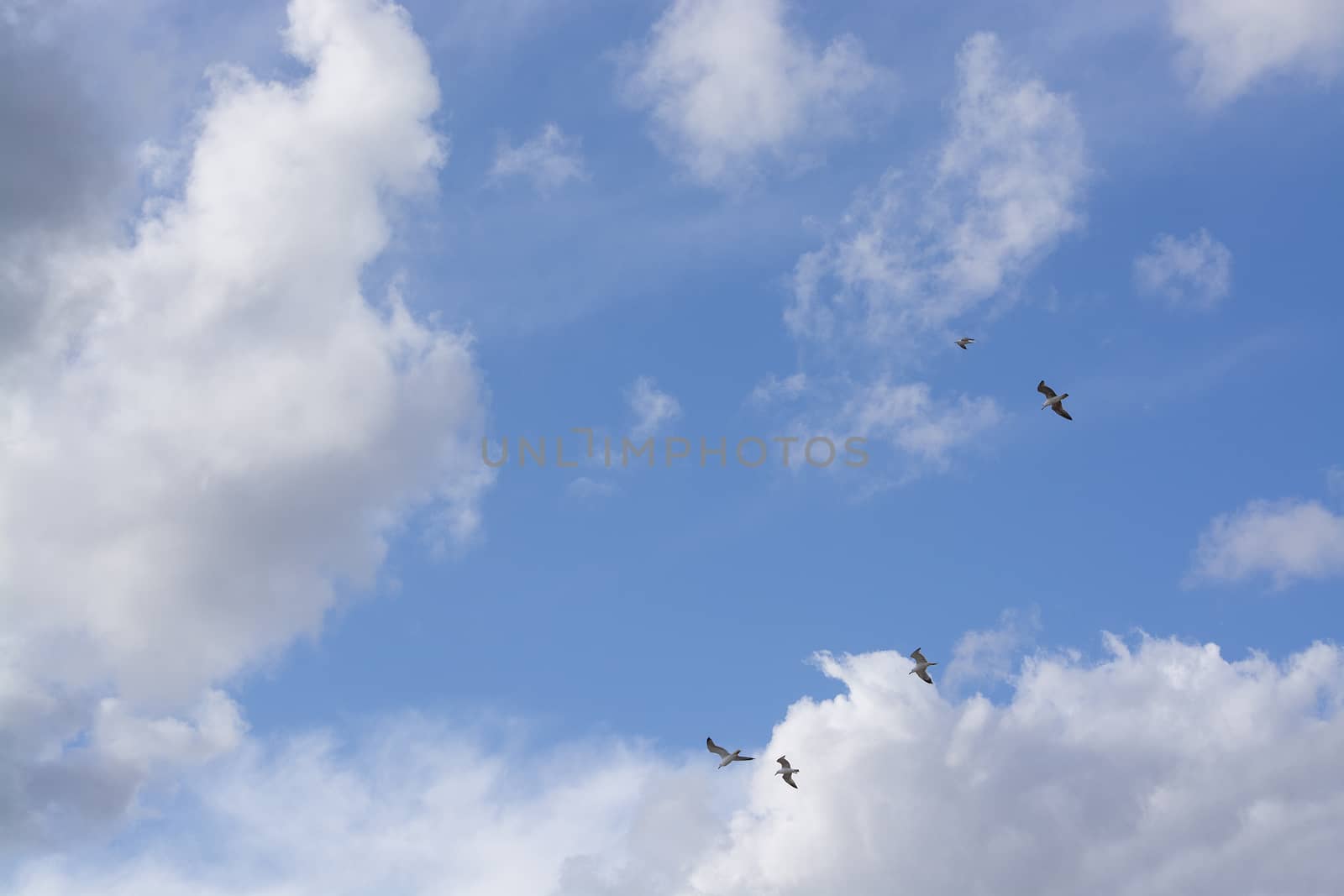 Seagulls flying overhead against cloudy and blue skies in Mallorca, Spain.