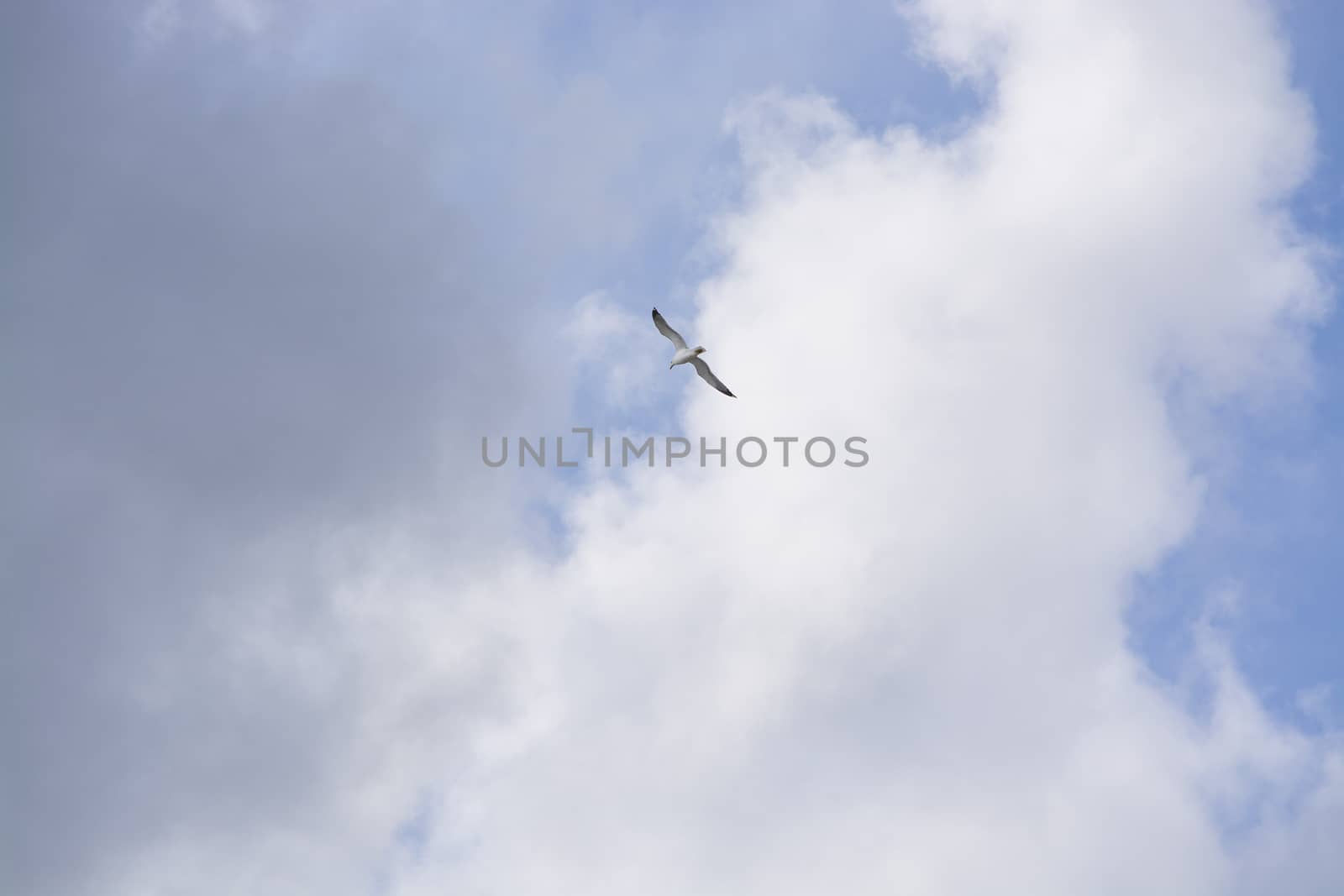 Seagulls flying overhead against cloudy and blue skies in Mallorca, Spain.