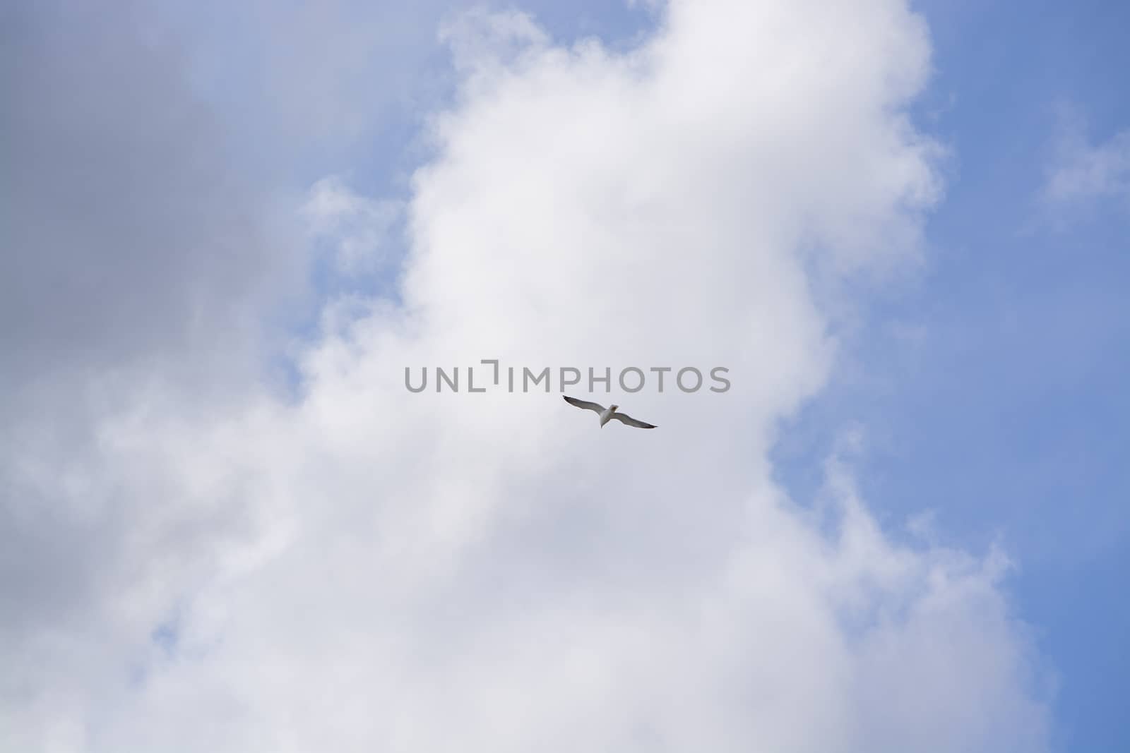 Single seagull flying overhead  by ArtesiaWells