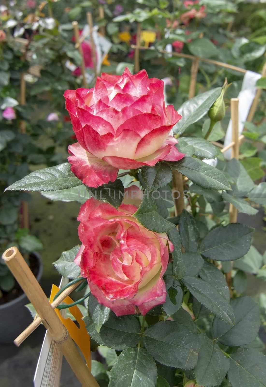 Pink and white rose flowers  by ArtesiaWells