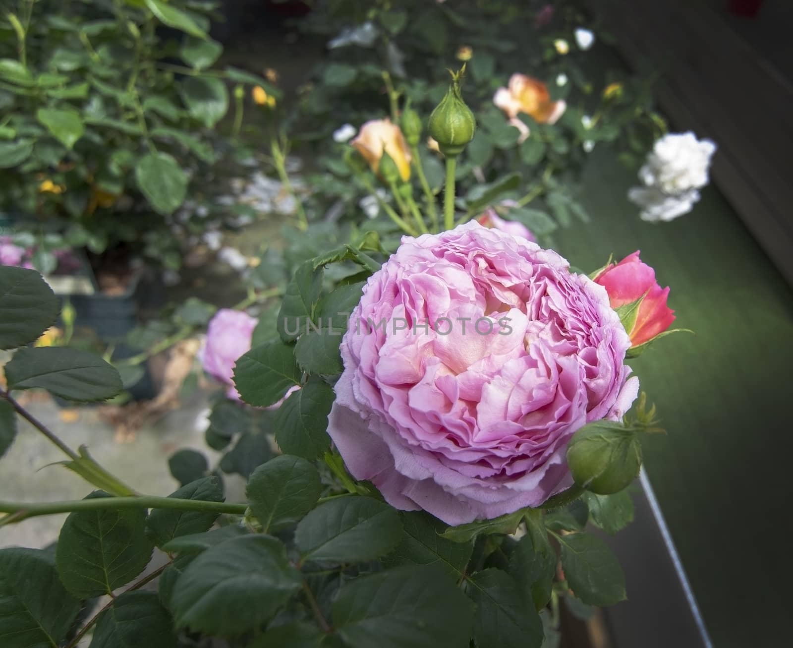 Gorgeous double pink rose flowers in pots. Spring garden series, Mallorca, Spain.