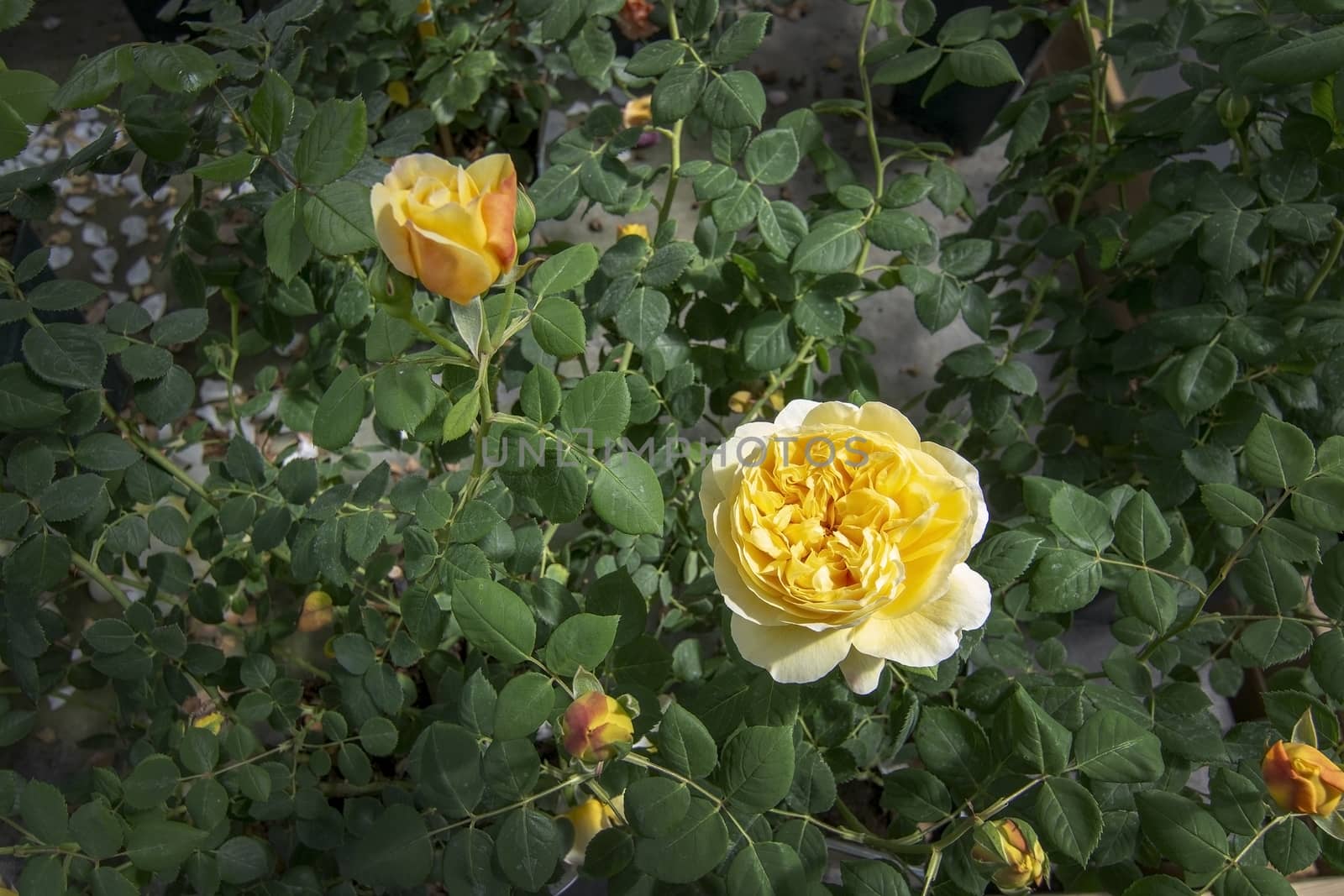 Gorgeous double yellow rose flowers in pots. Spring garden series, Mallorca, Spain.