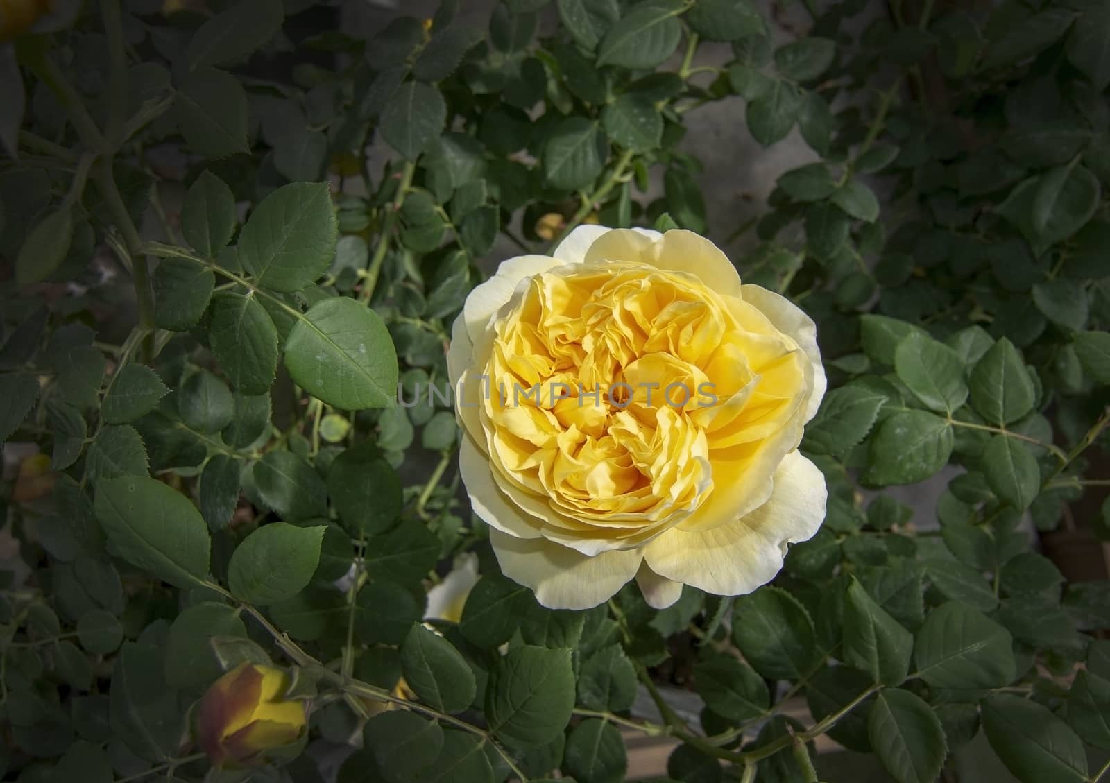 Gorgeous double yellow rose flowers by ArtesiaWells