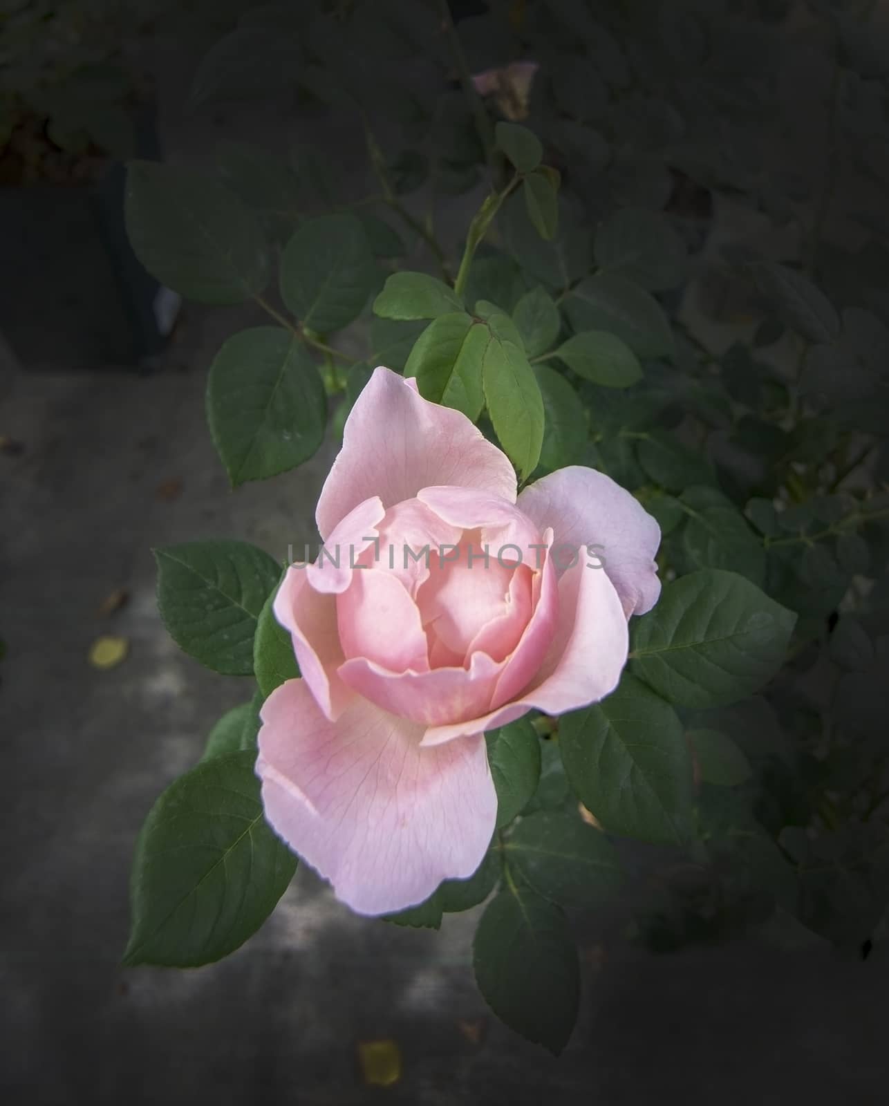 Gorgeous double pink rose flowers in pots. Spring garden series, Mallorca, Spain.