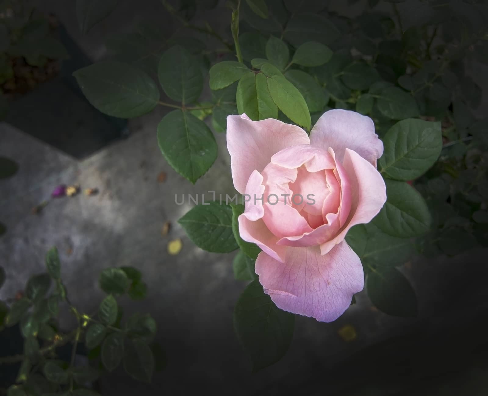 Gorgeous double pink rose flowers in pots. Spring garden series, Mallorca, Spain.