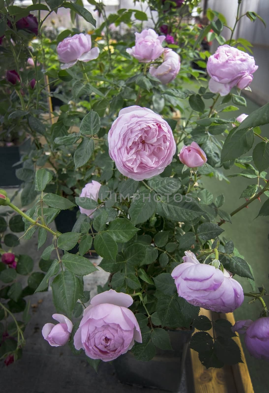 Gorgeous double pink rose flowers in pots. Spring garden series, Mallorca, Spain.