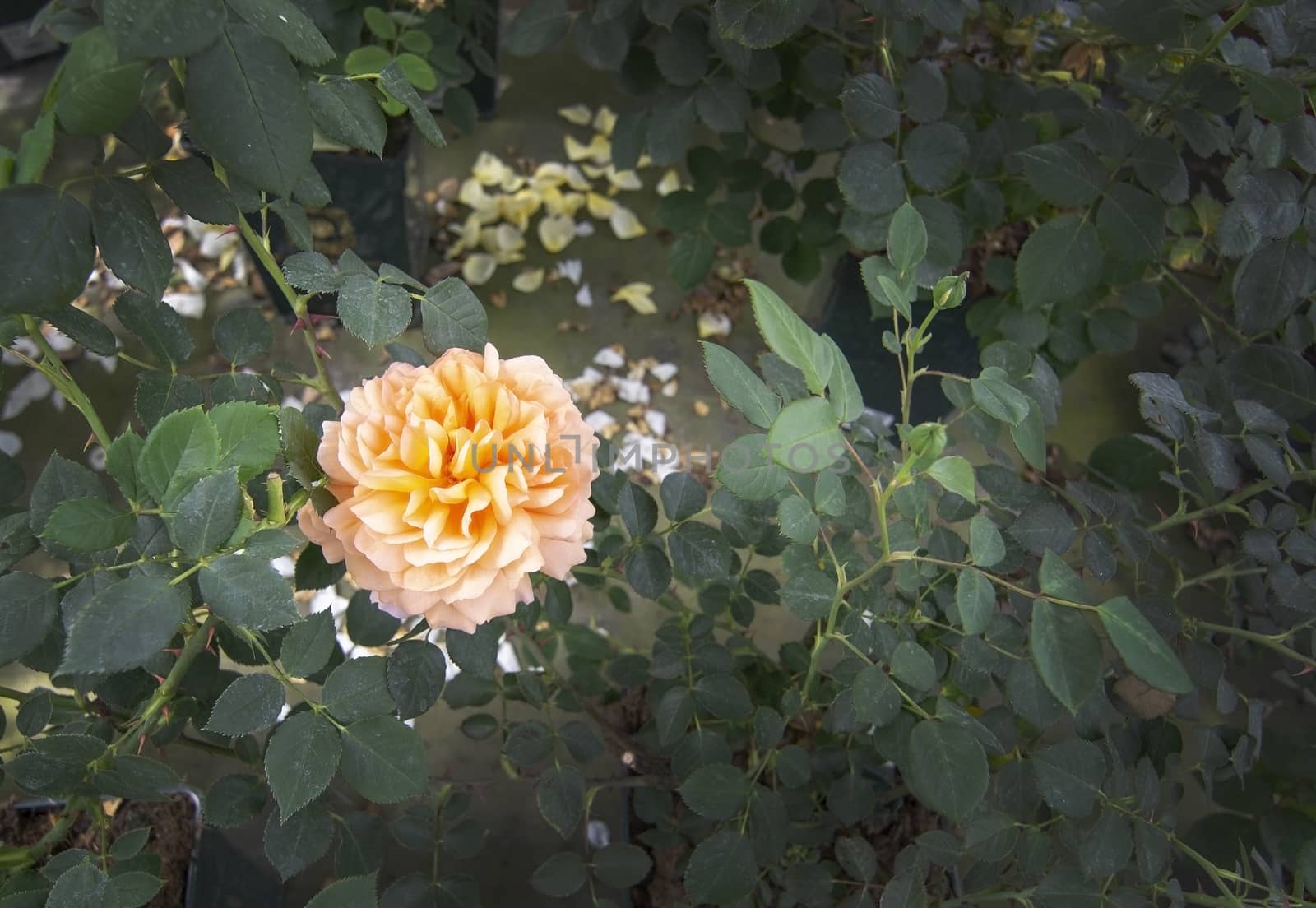 Gorgeous double yellow rose flowers in pots. Spring garden series, Mallorca, Spain.