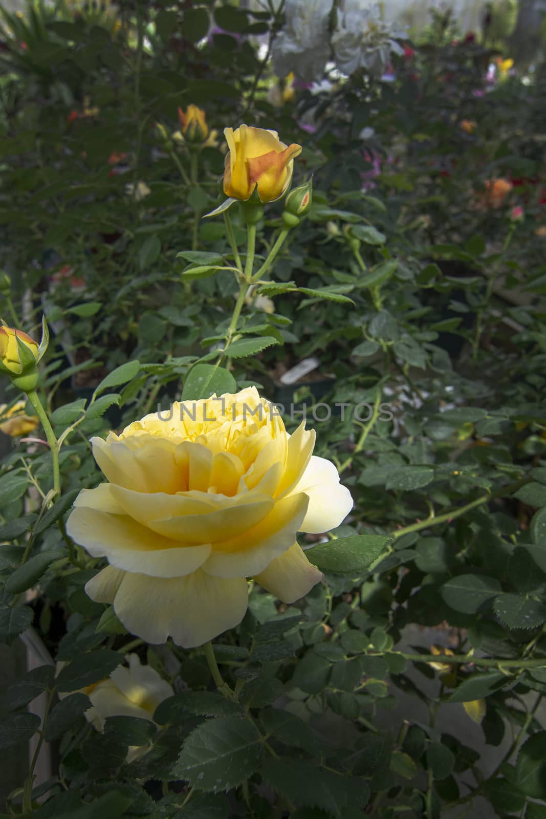 Gorgeous double yellow rose flowers by ArtesiaWells