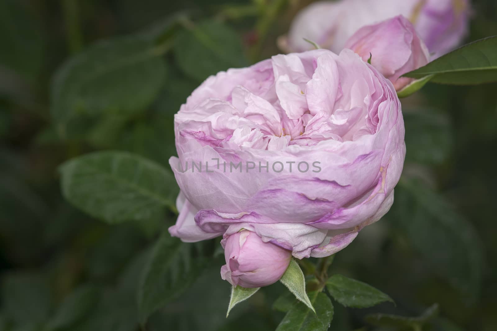 Beautiful rose flowers closeup. Spring garden series, Mallorca, Spain.