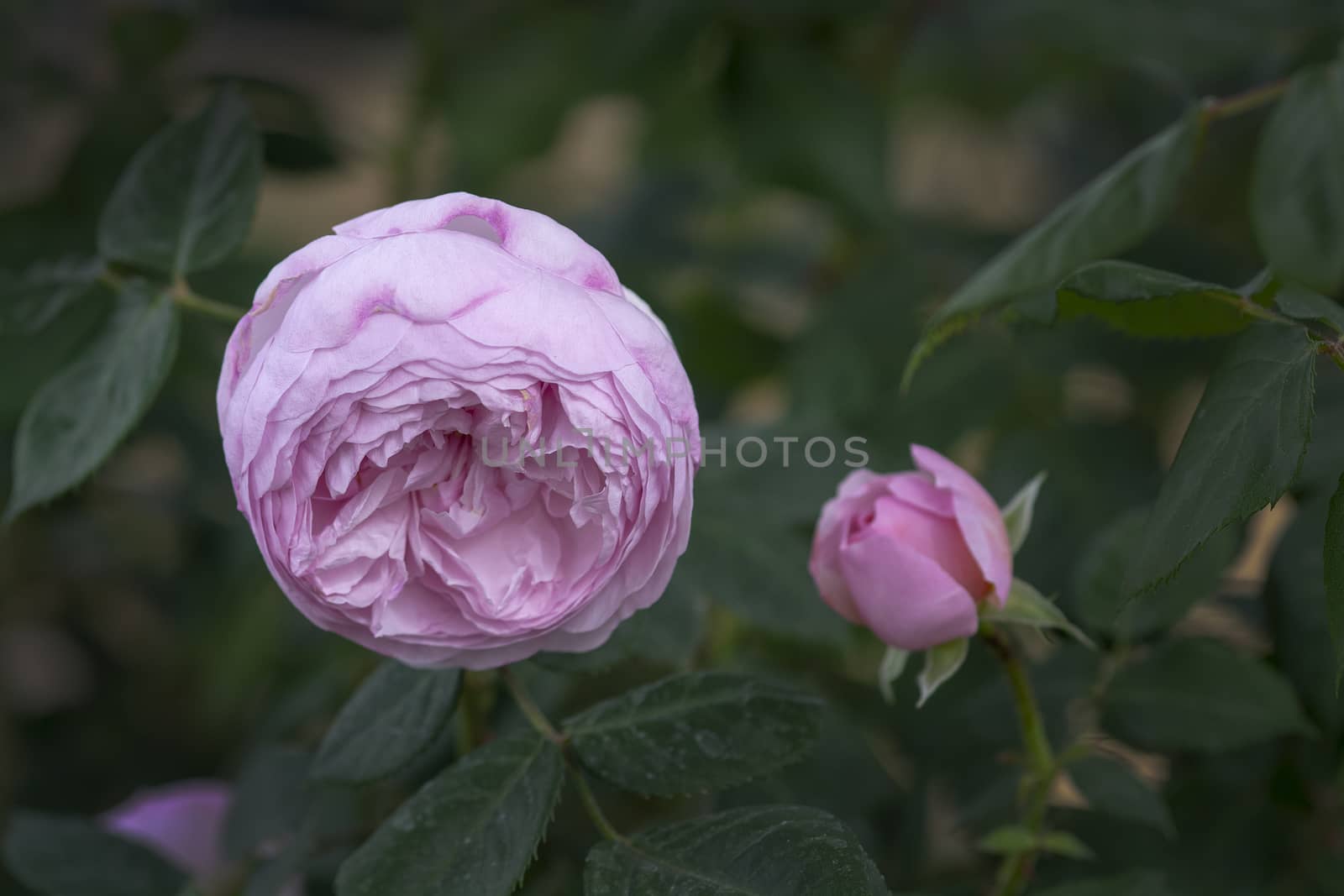 Beautiful rose flowers closeup by ArtesiaWells