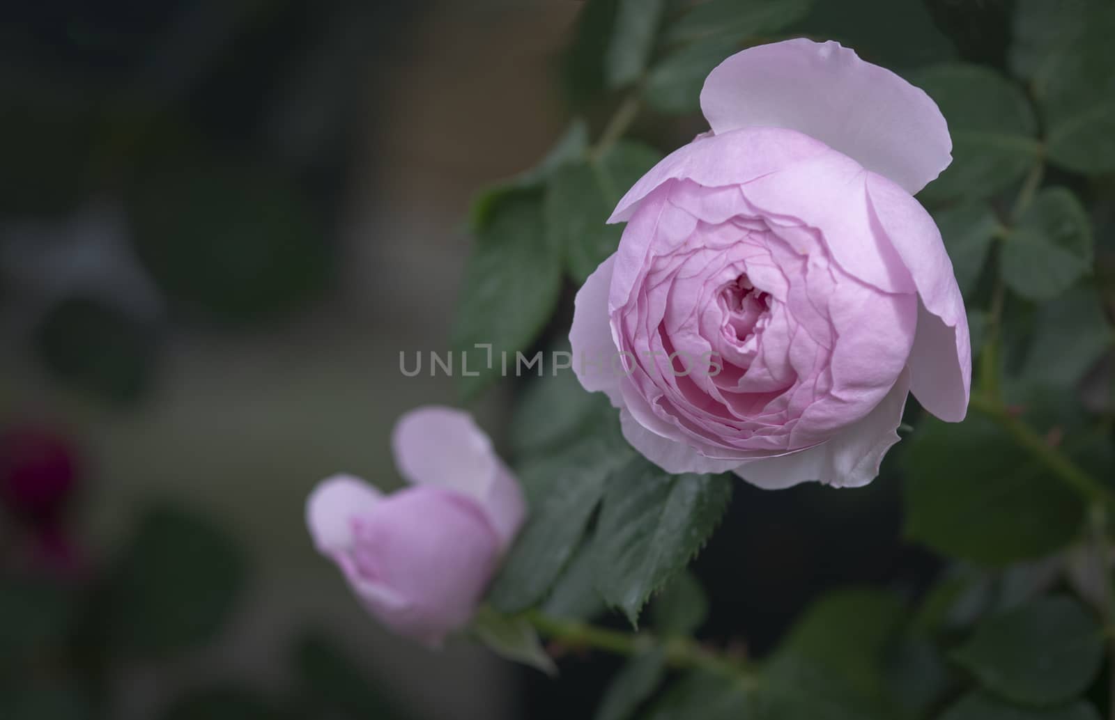 Beautiful rose flowers closeup. Spring garden series, Mallorca, Spain.