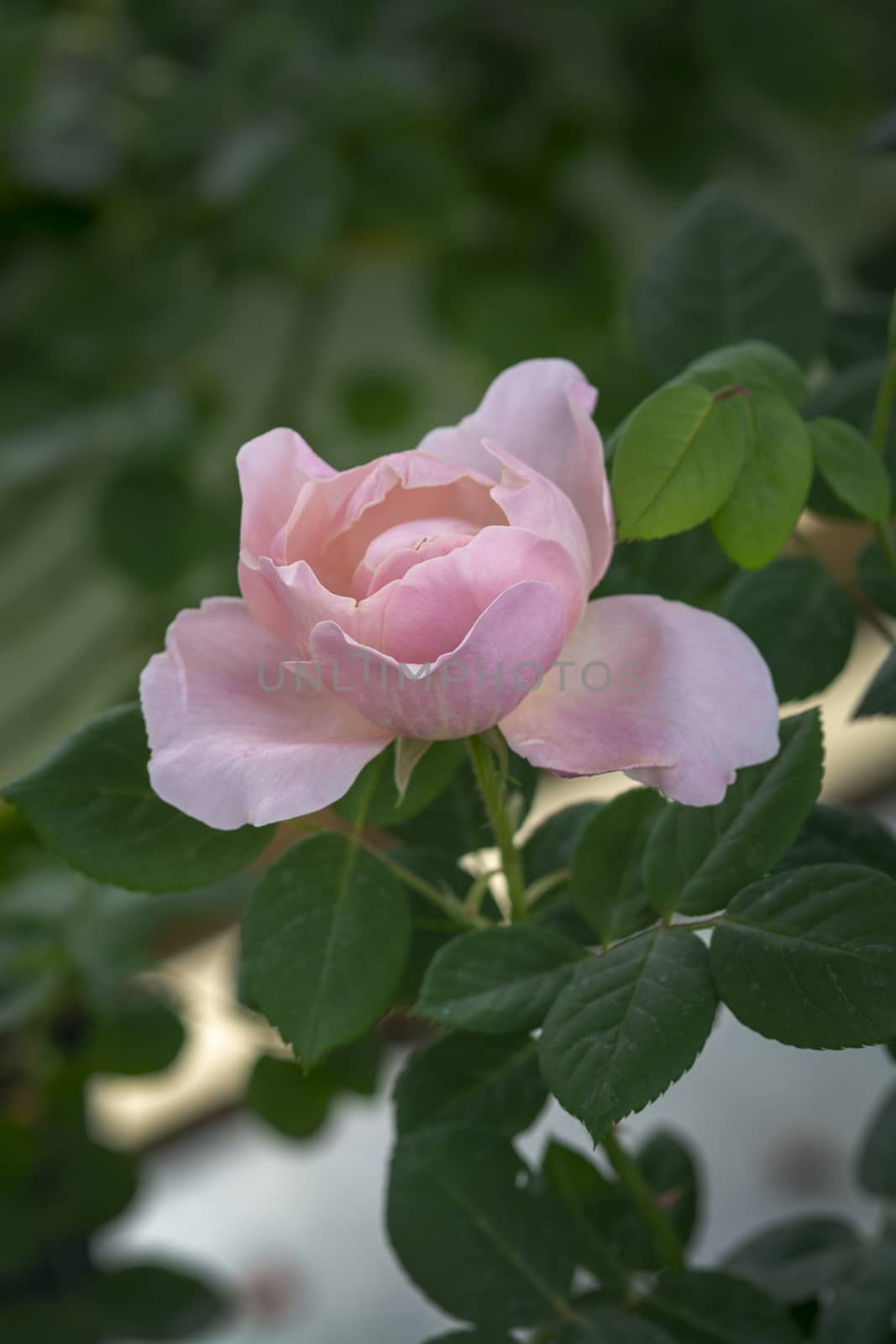 Beautiful rose flowers closeup. Spring garden series, Mallorca, Spain.