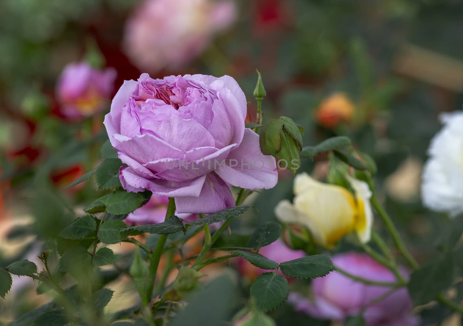 Beautiful icy pink rose flower closeup. Spring garden series, Mallorca, Spain.