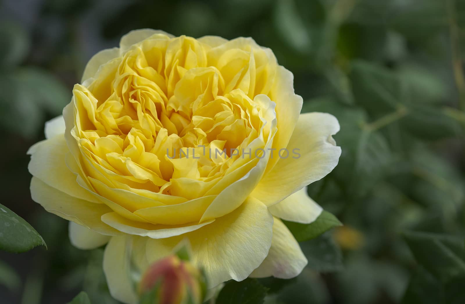 Beautiful yellow rose flowers closeup. Spring garden series, Mallorca, Spain.