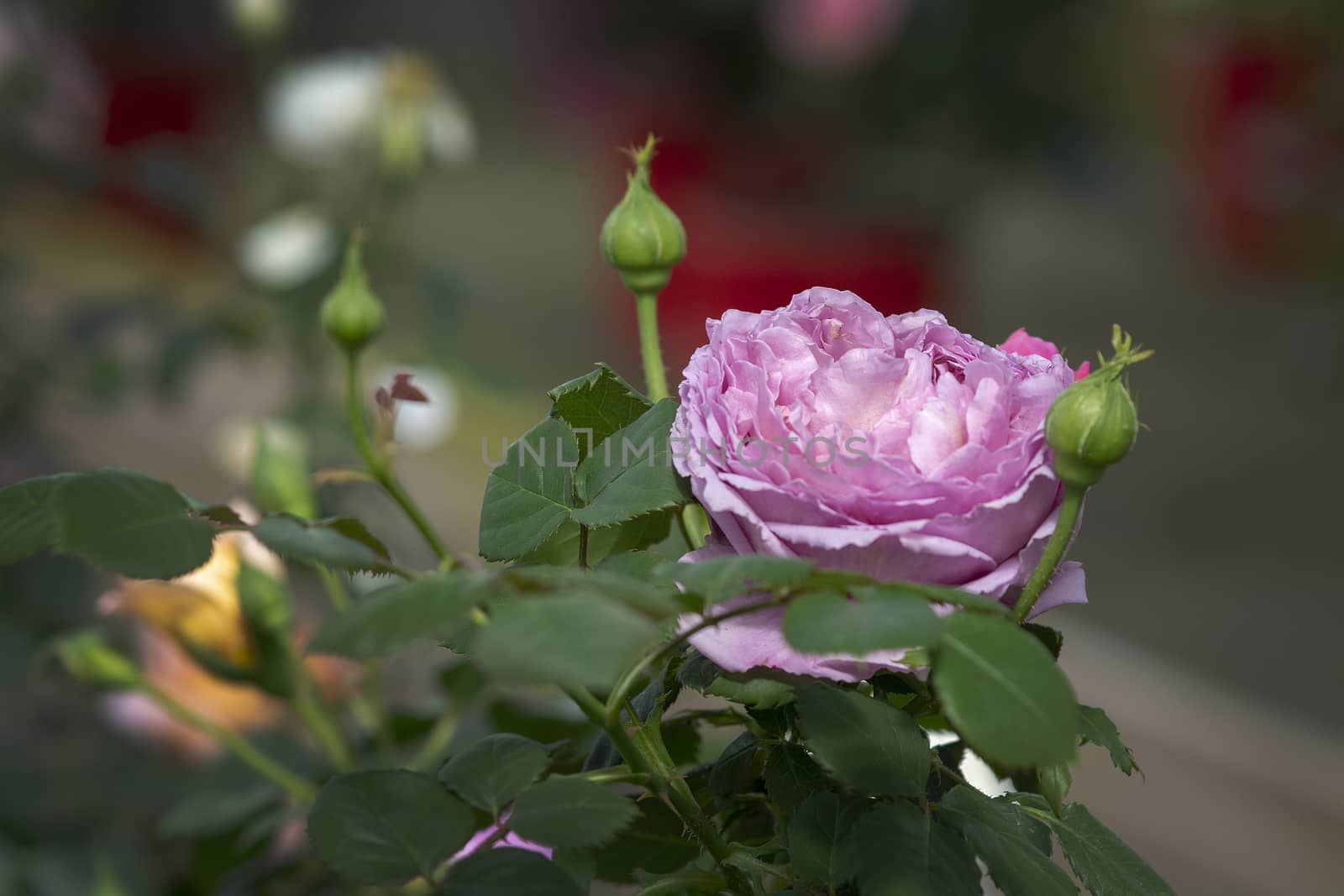 Beautiful rose flowers closeup. Spring garden series, Mallorca, Spain.