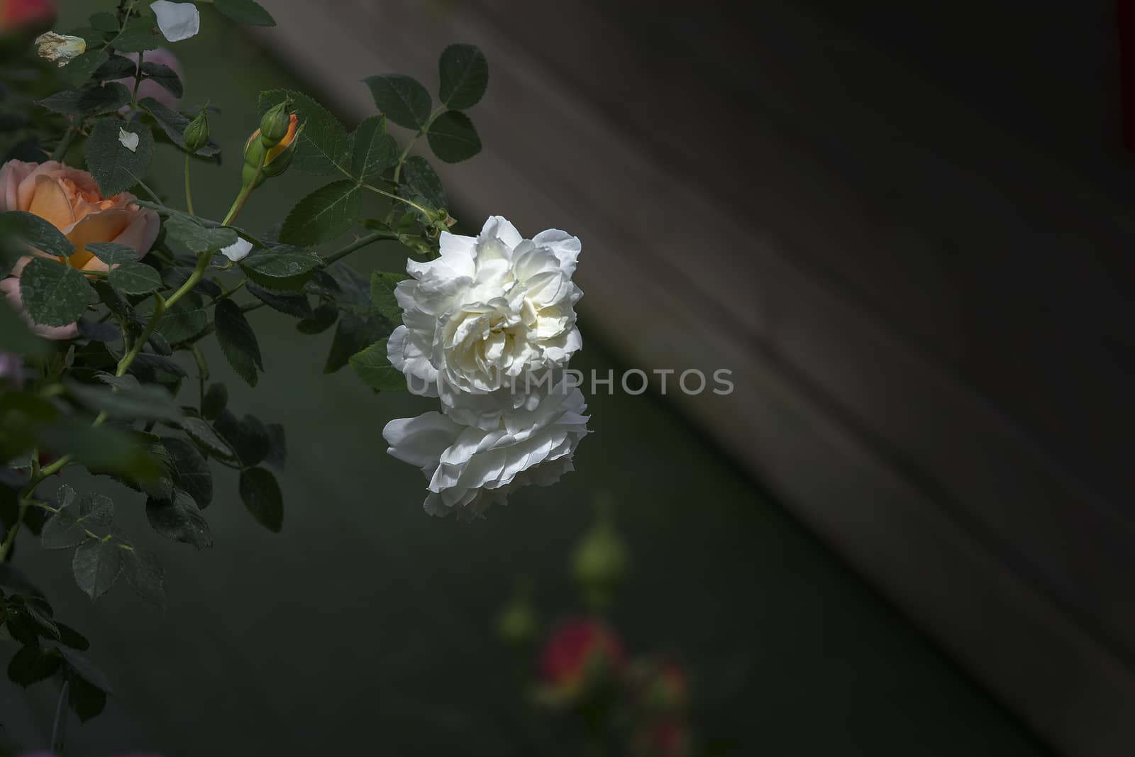 Beautiful double white rose flowers closeup by ArtesiaWells