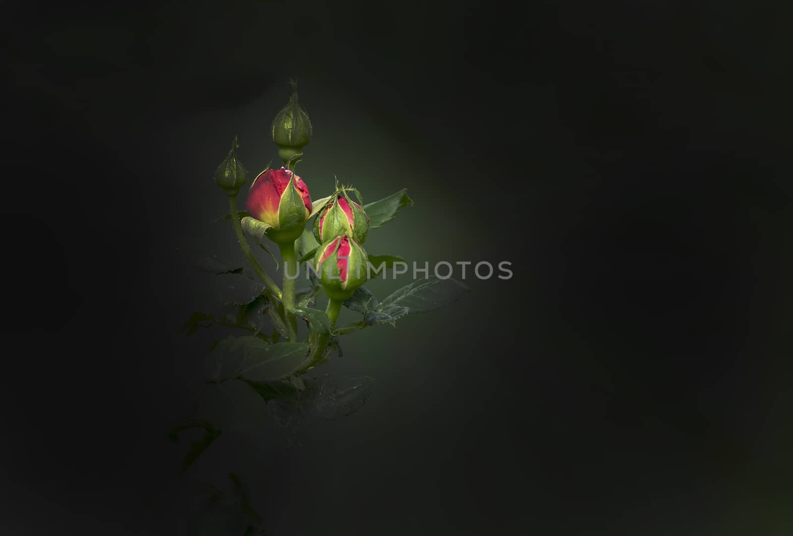 Beautiful double white rose flowers closeup by ArtesiaWells