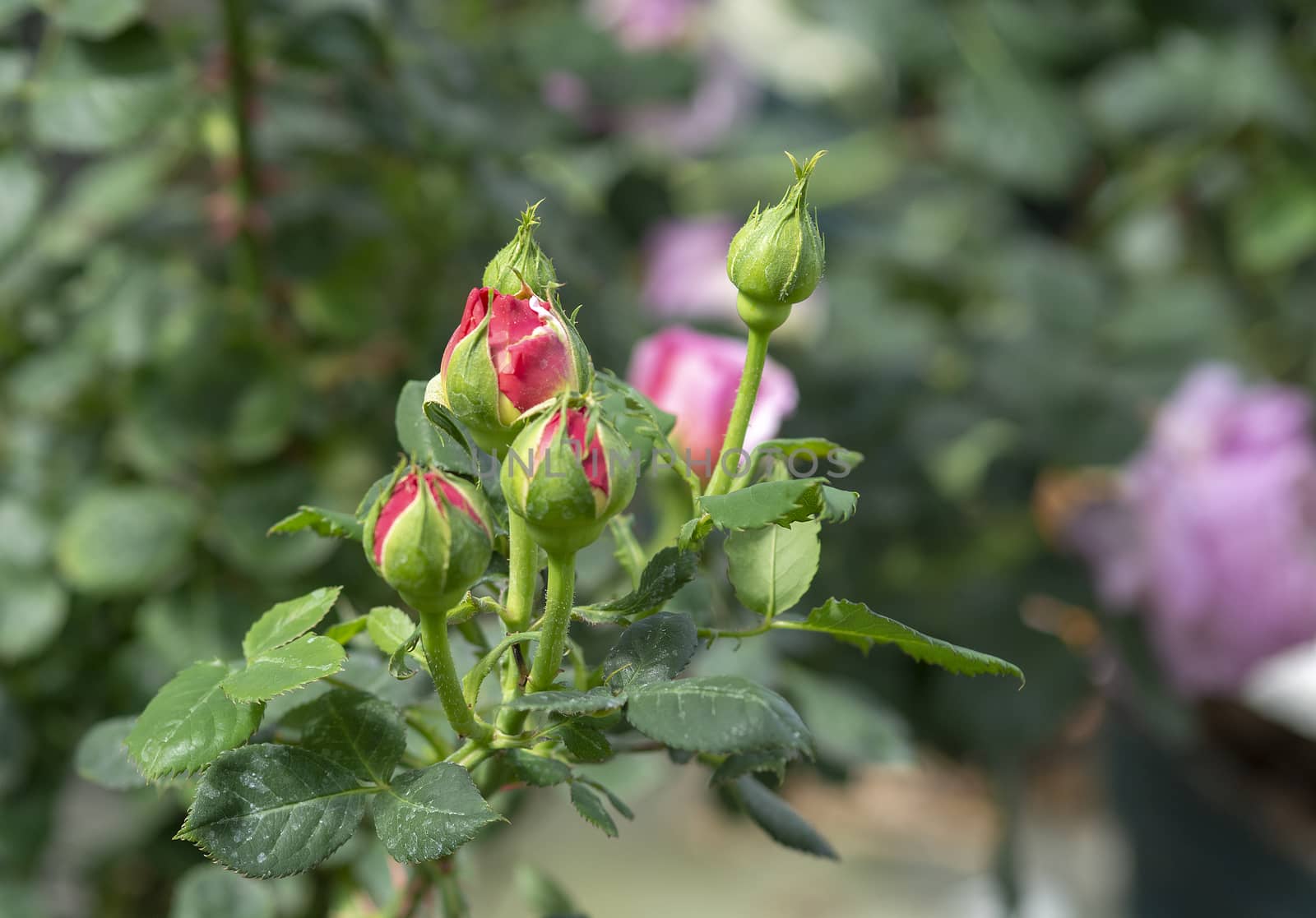 Pink rose flower buds closeup by ArtesiaWells
