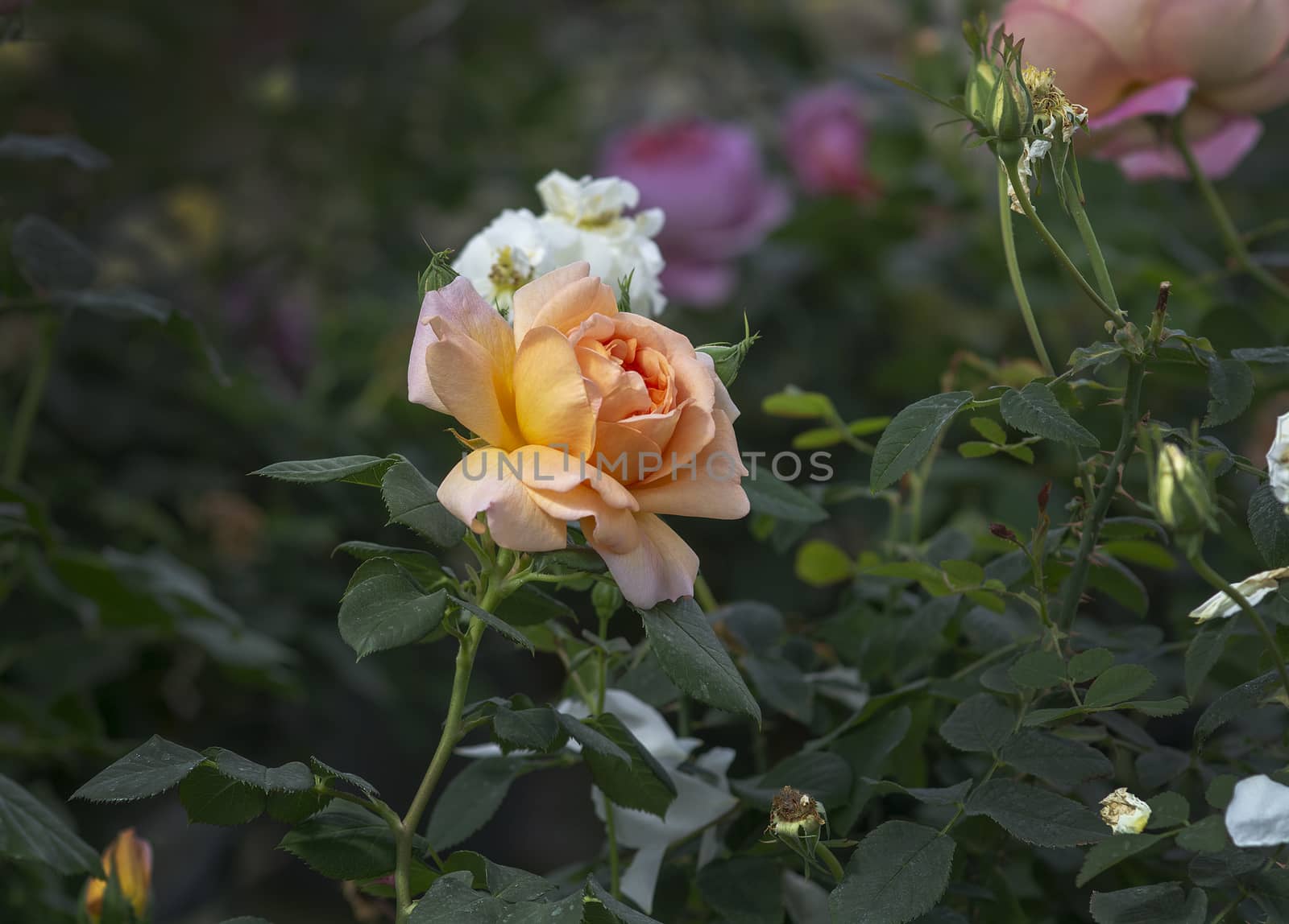 Beautiful salmon pink rose flower closeup. Spring garden series, Mallorca, Spain.