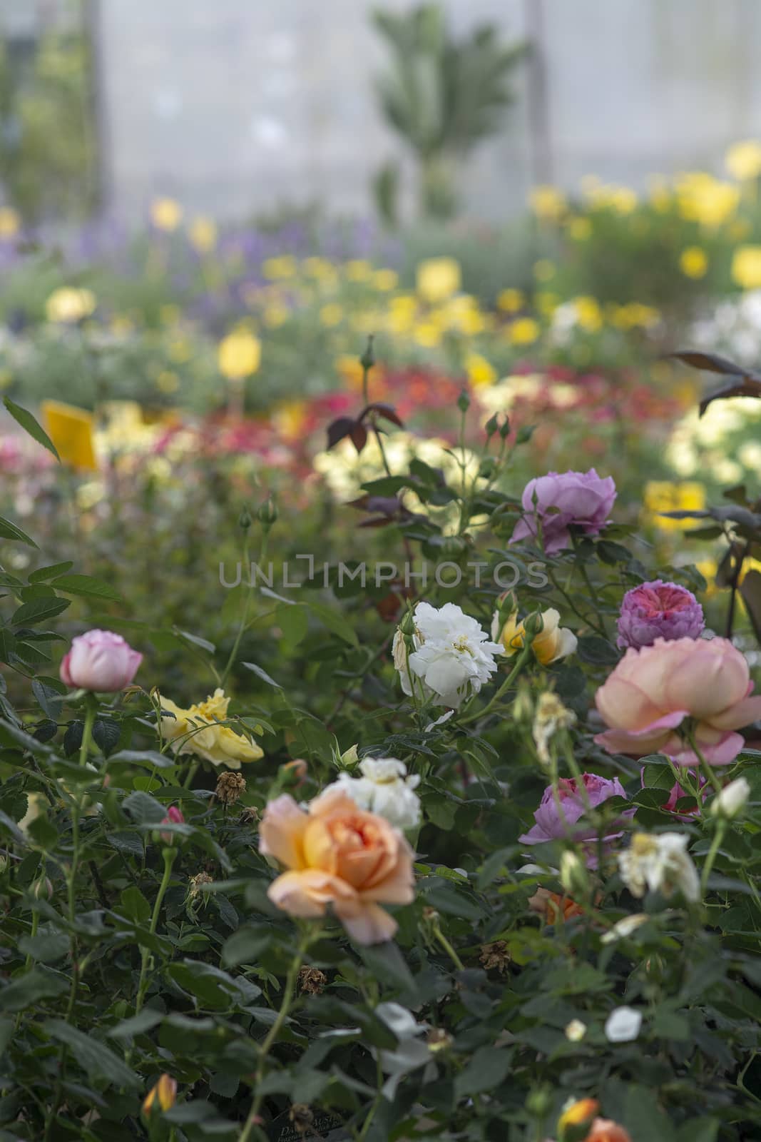 Full frame of beautiful roses in many colours. Spring garden series, Mallorca, Spain.