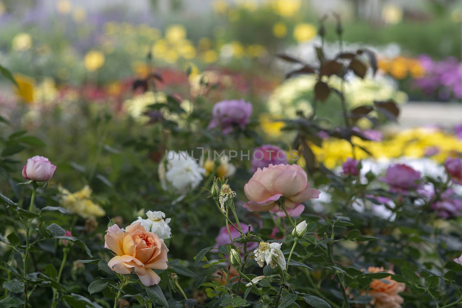 Full frame of beautiful roses in many colours. Spring garden series, Mallorca, Spain.