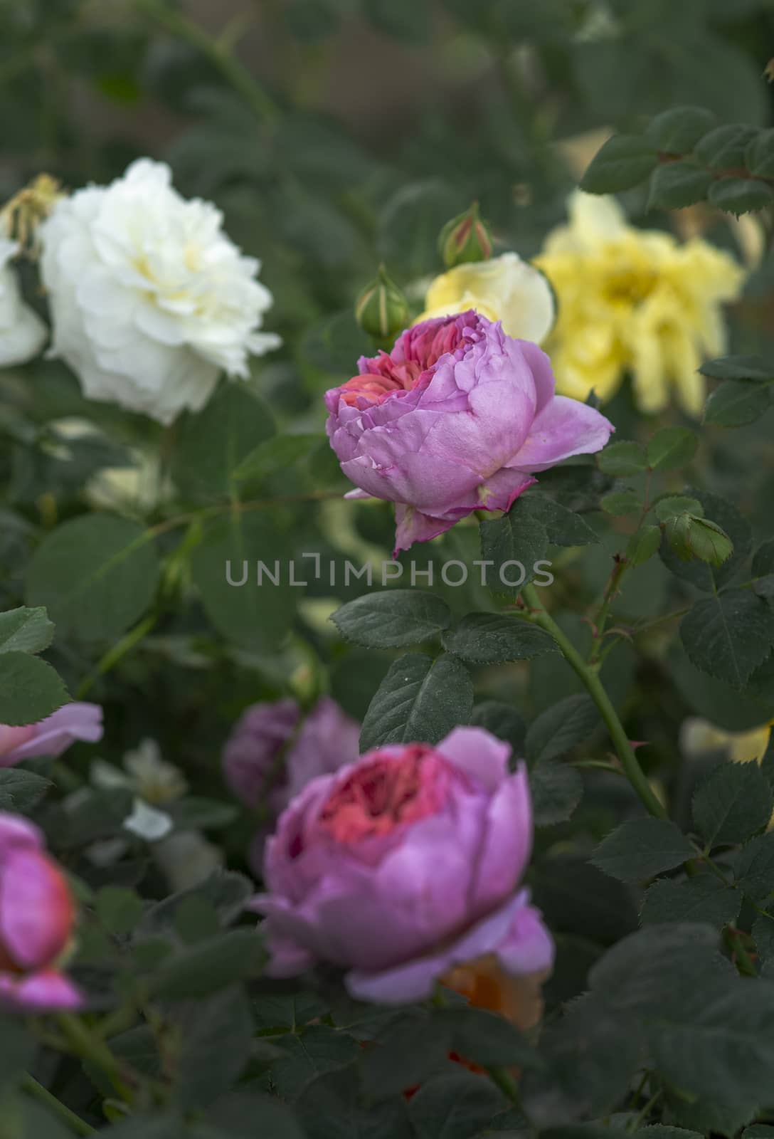 Beautiful two-toned rose flowers closeup. Spring garden series, Mallorca, Spain.