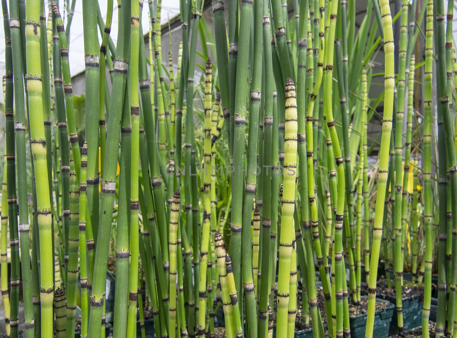 Fresh green bamboo grass organic Asian style background texture.