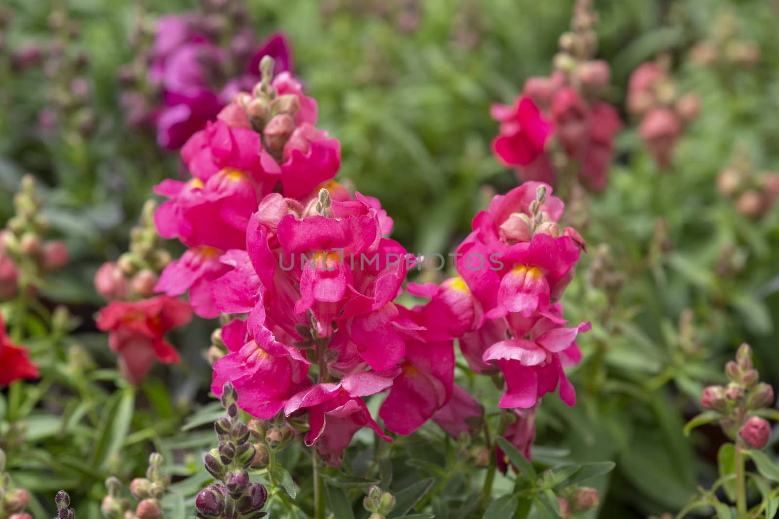 Colourful snapdragon flowers by ArtesiaWells