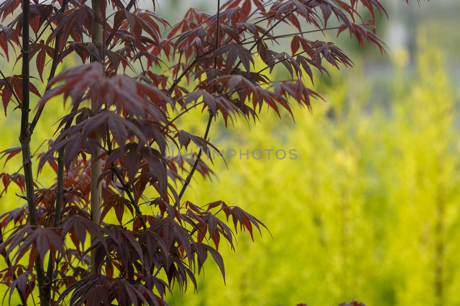 Elegant Japanese zen style bamboo tree background dark red leaves against bright green background