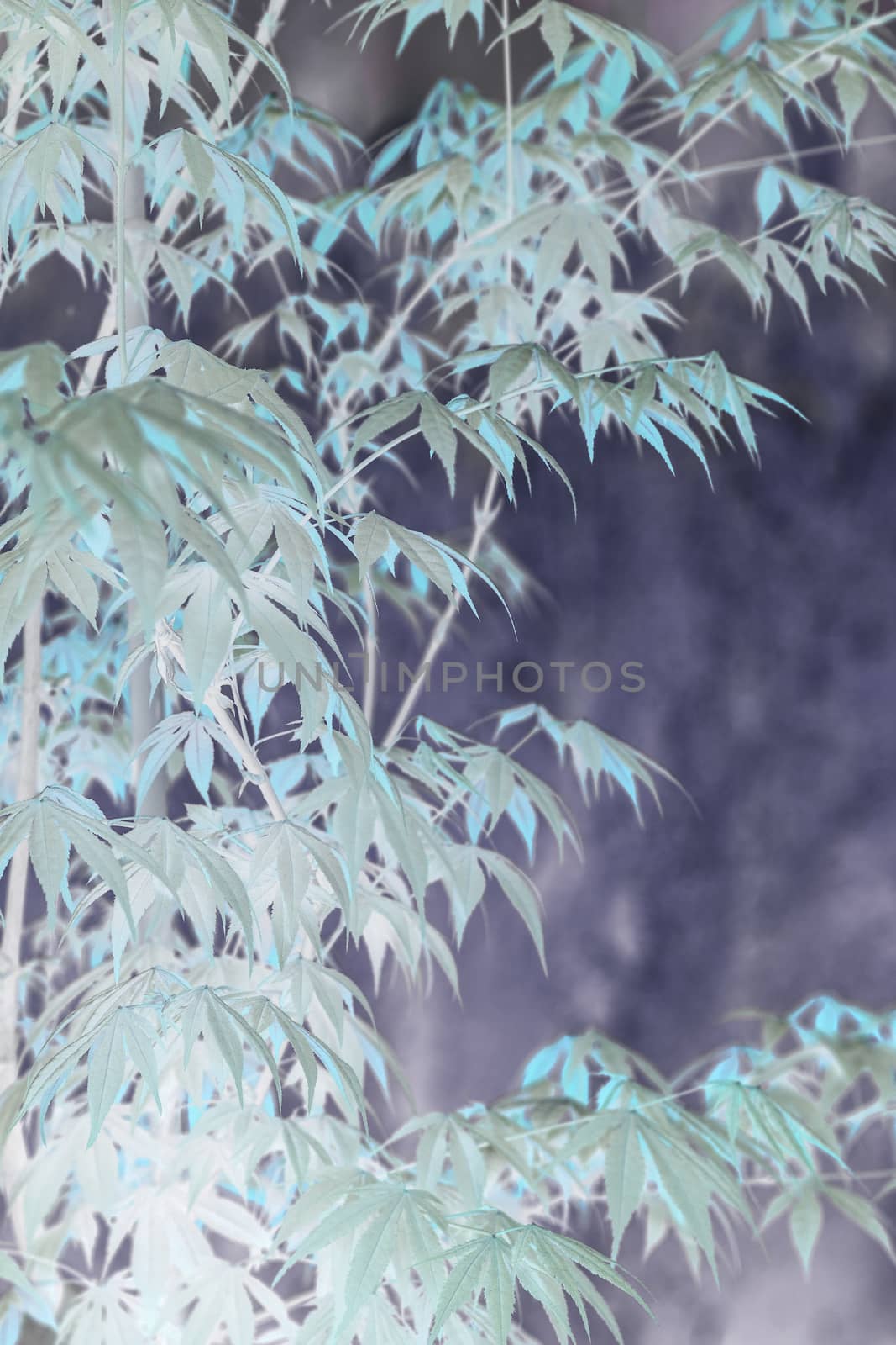 Elegant Japanese zen style bamboo tree by ArtesiaWells