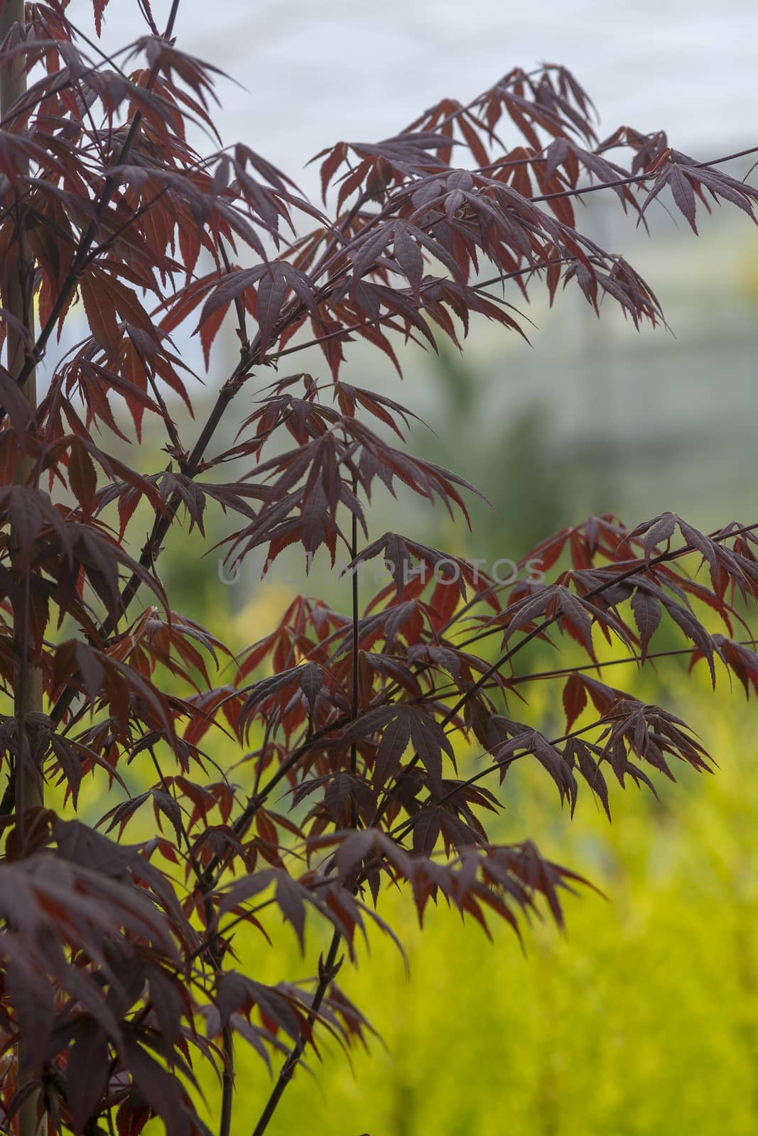 Elegant Japanese zen style bamboo tree background dark red leaves against bright green background