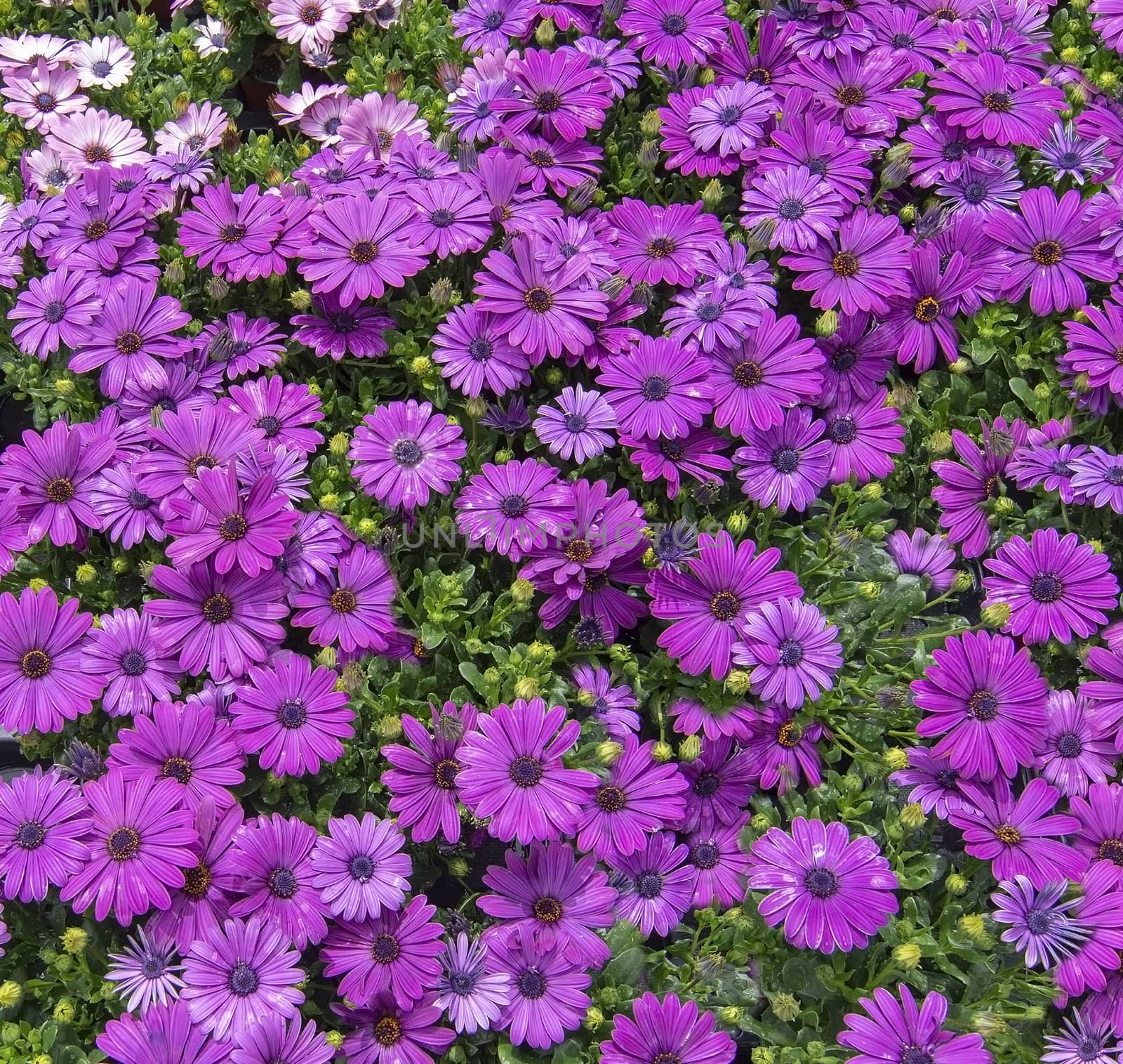 Purple daisy flowers full frame by ArtesiaWells
