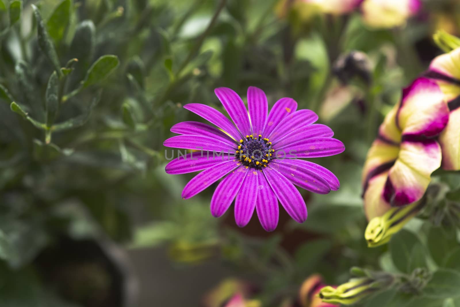 Purple daisy flower summer garden