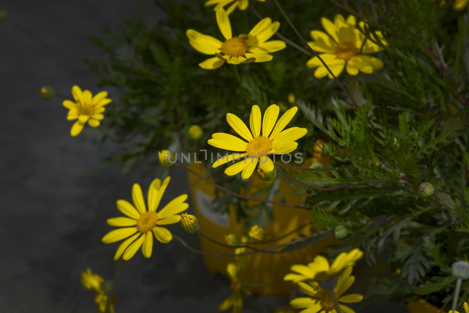 Yellow daisy flowers closeup. Spring garden series, Mallorca, Spain.