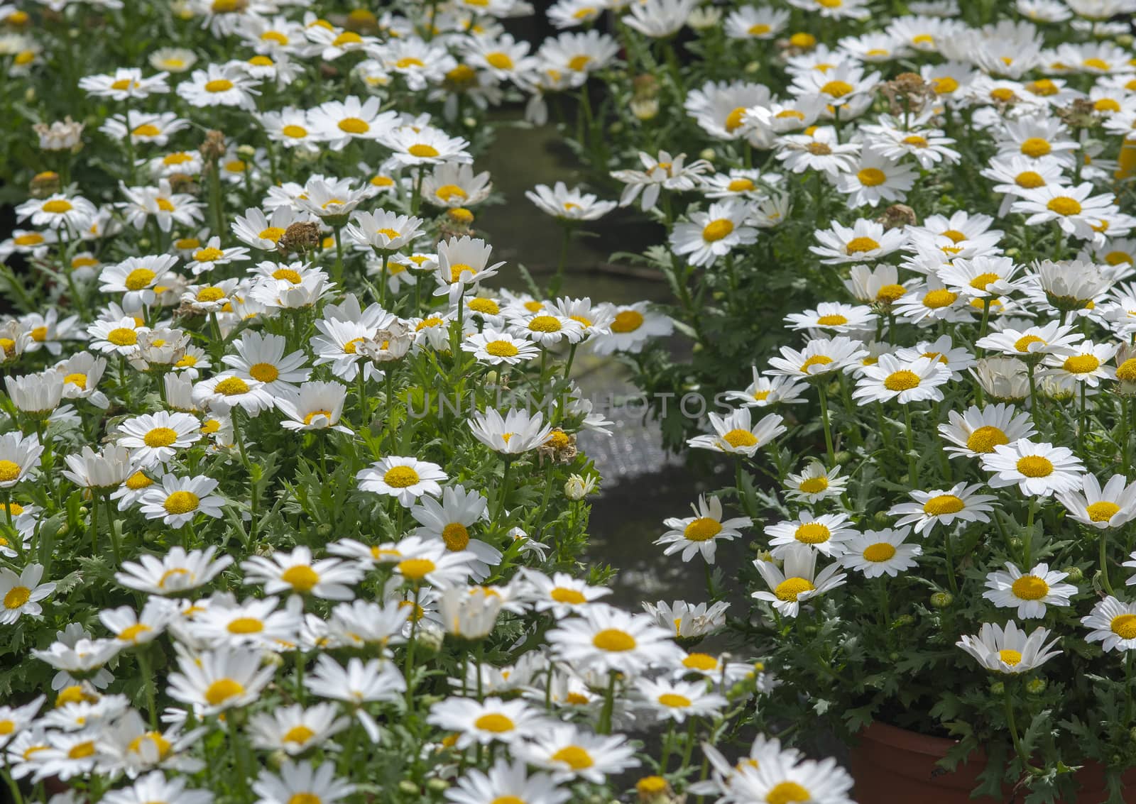 White daisy flowers closeup. Spring garden series, Mallorca, Spain.