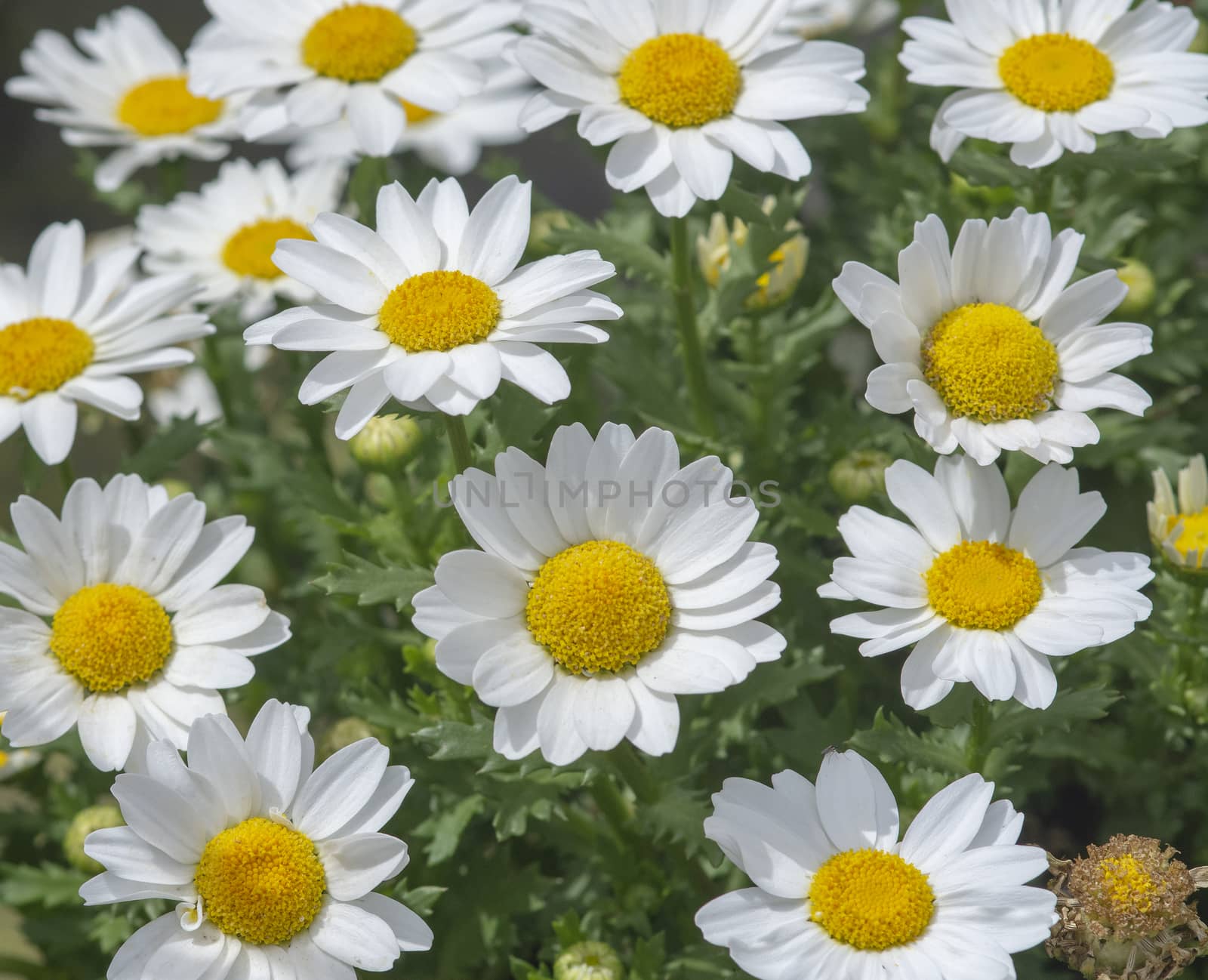 White daisy flowers closeup by ArtesiaWells