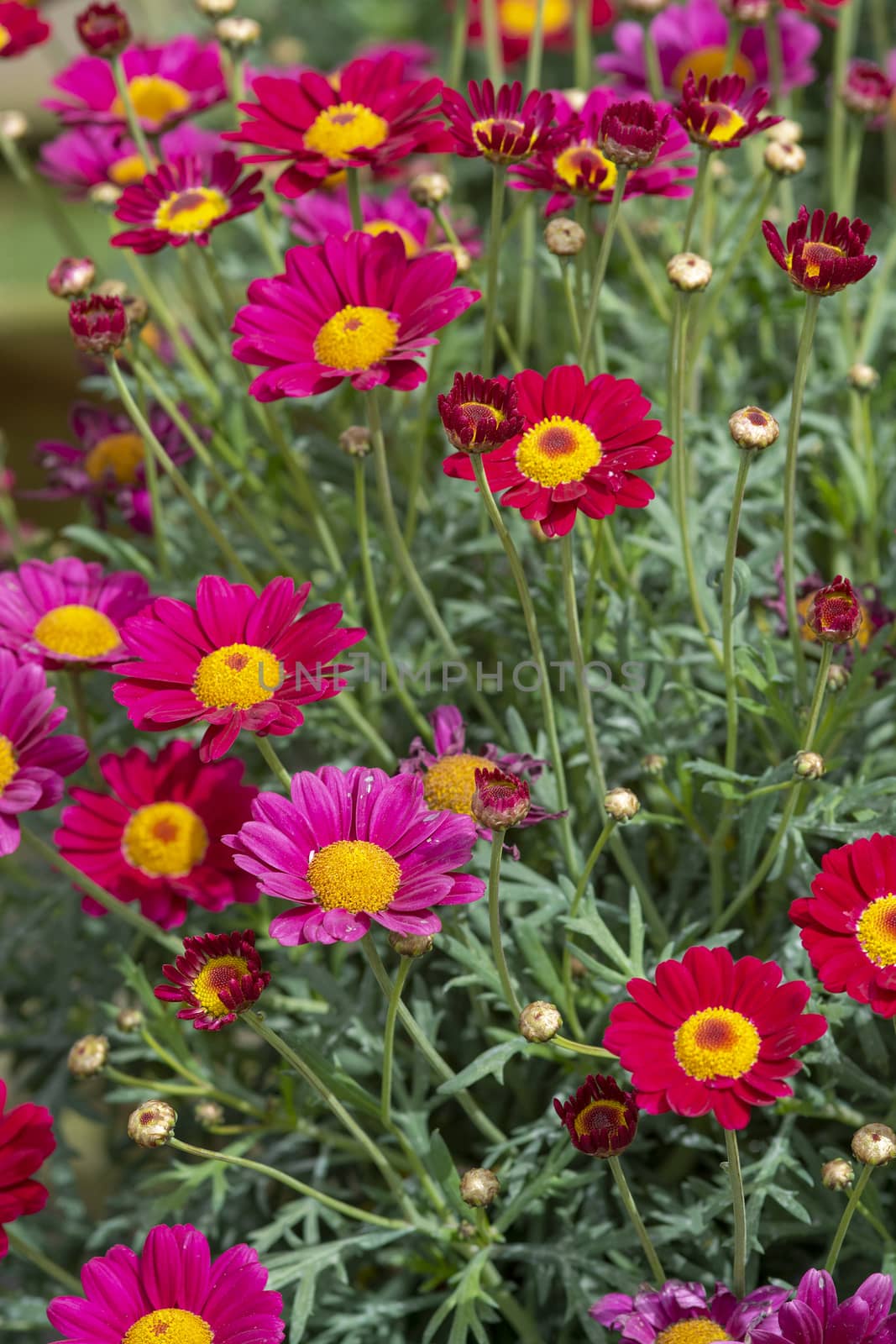 Full frame of pink and red daisy looking flowers full frame summer garden