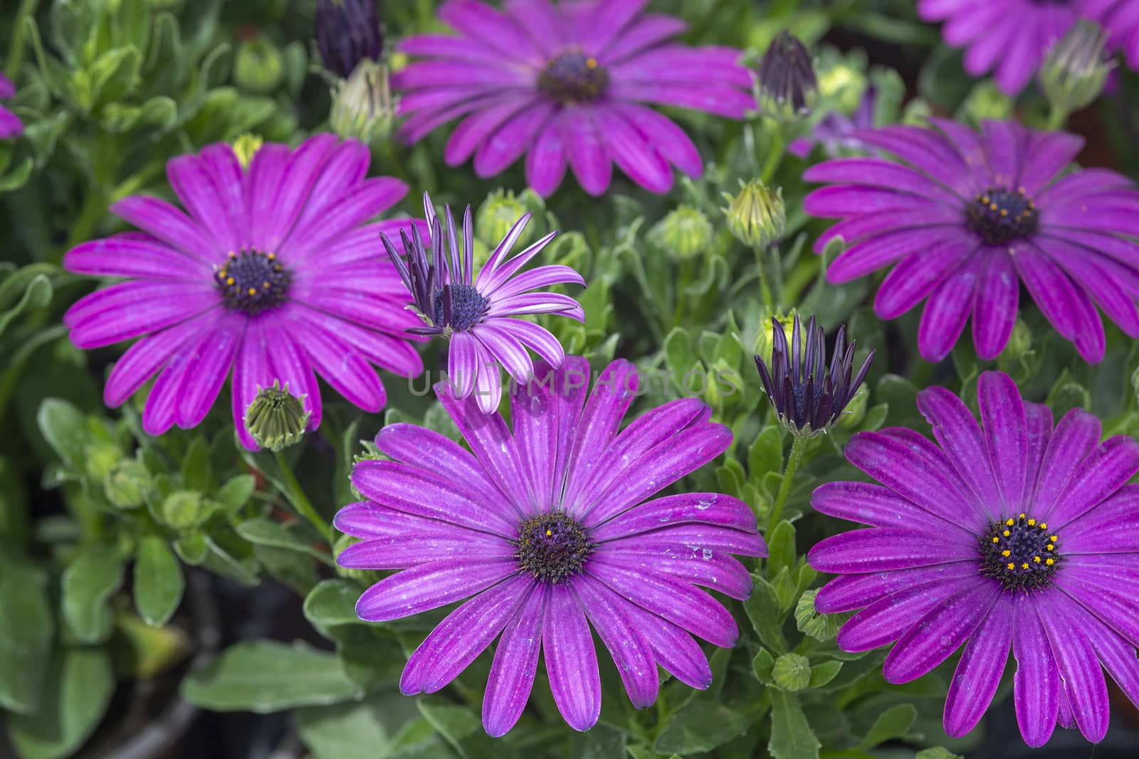 Full frame of purple daisies summer garden