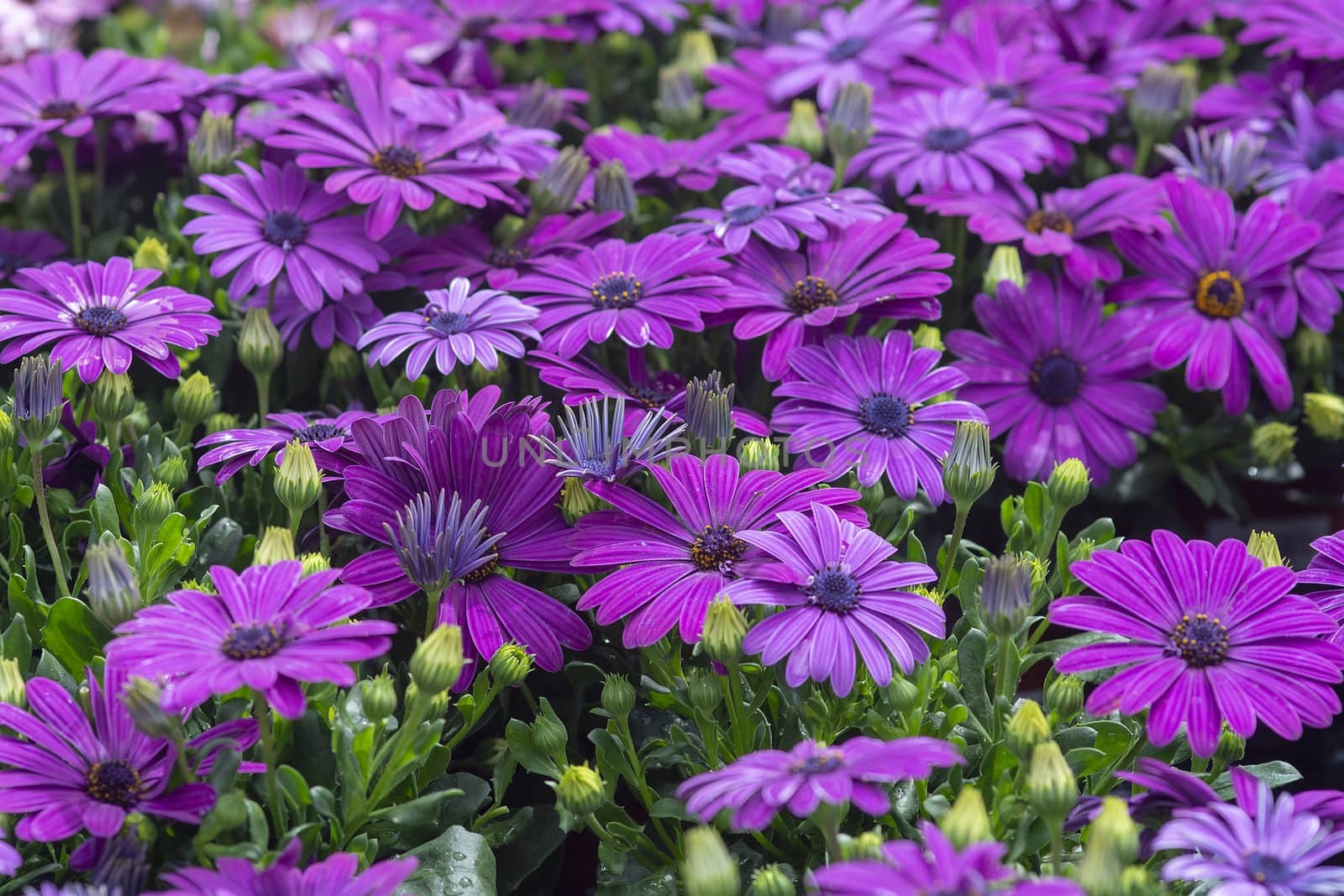 Full frame of purple daisies summer garden