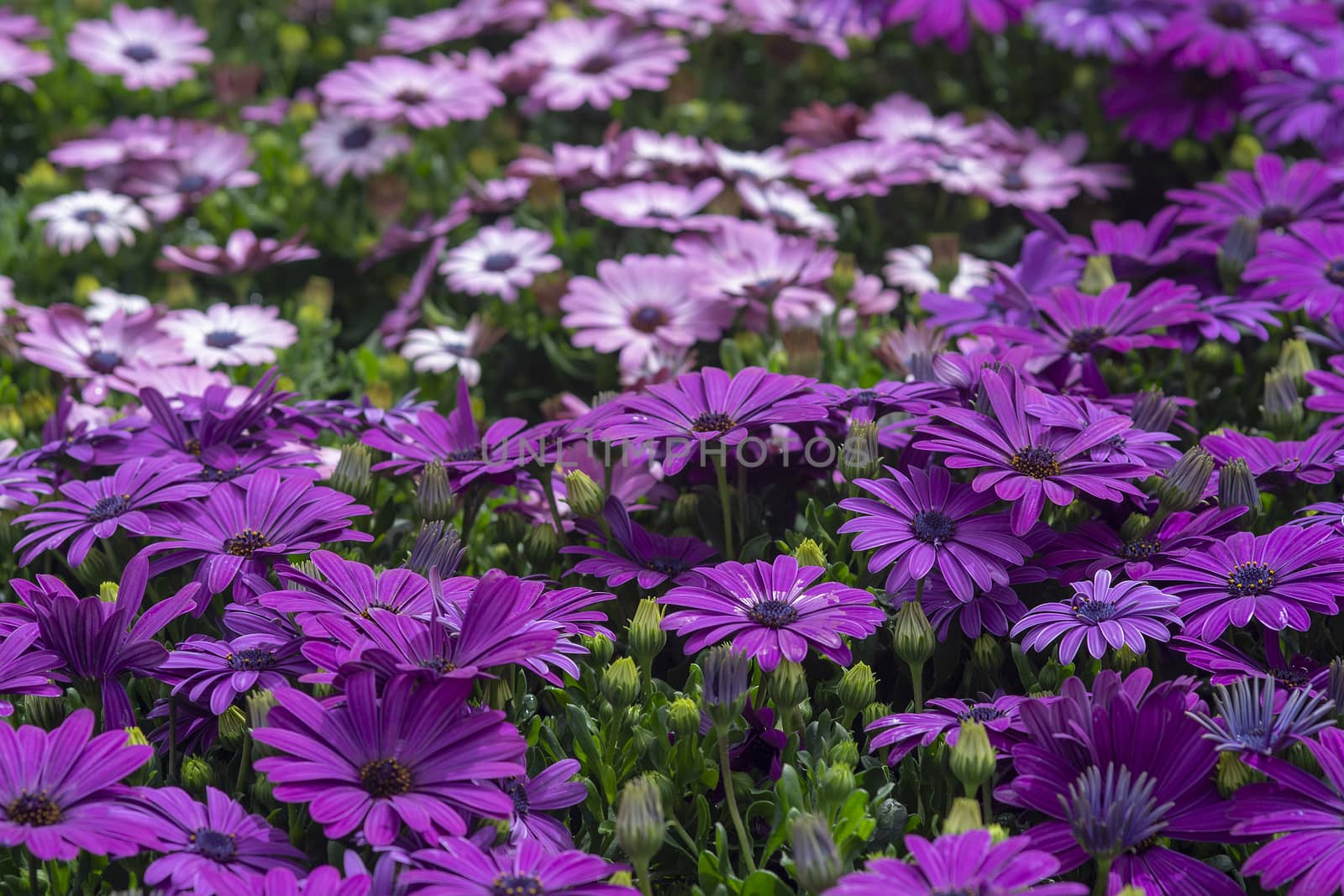 Full frame of purple daisies summer garden