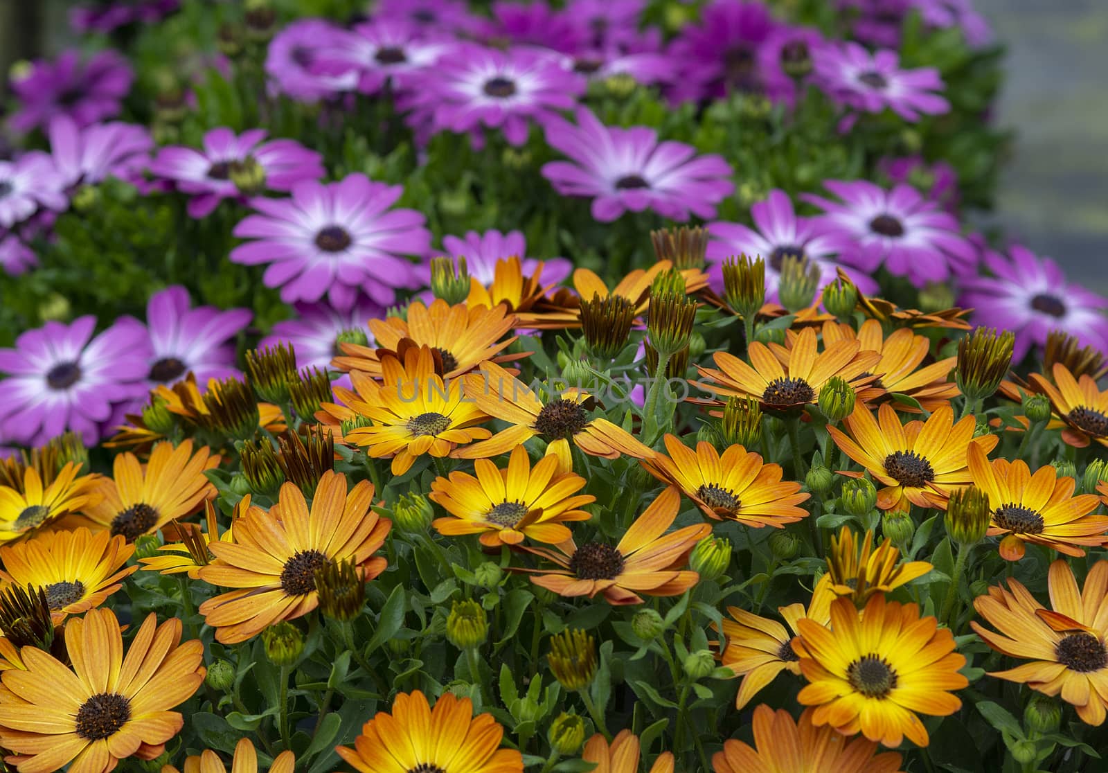 Purple and yellow daisy flowers full frame by ArtesiaWells