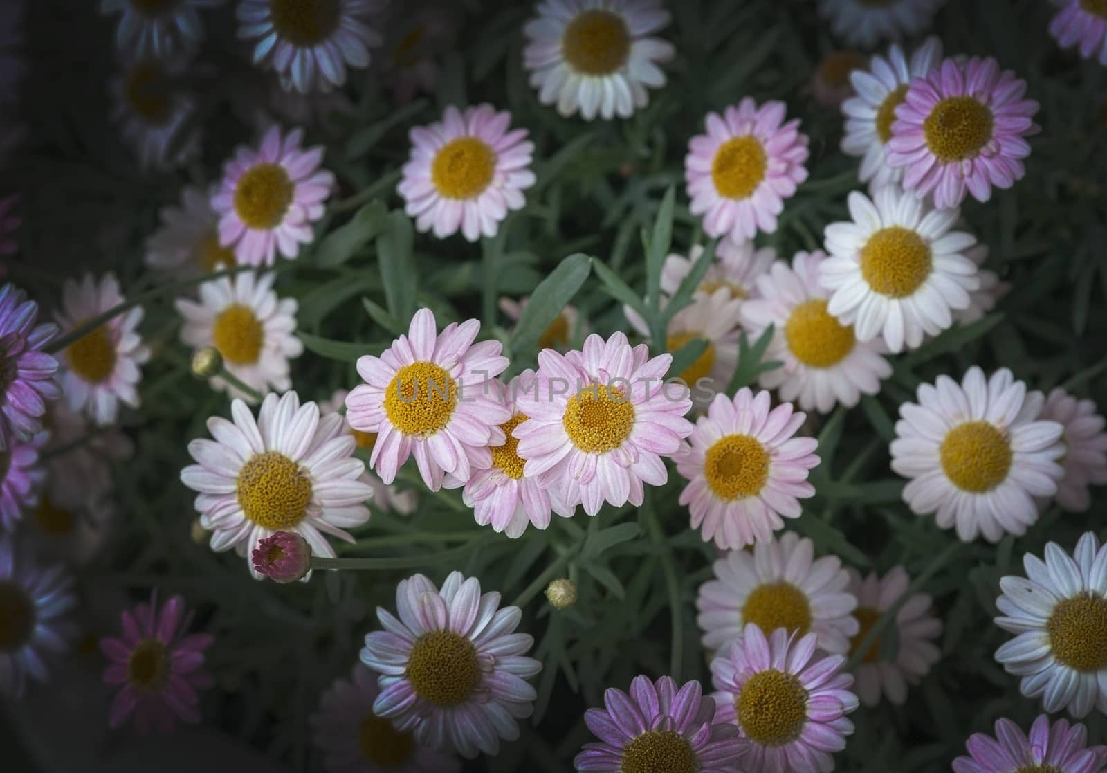 White daisy flowers closeup by ArtesiaWells