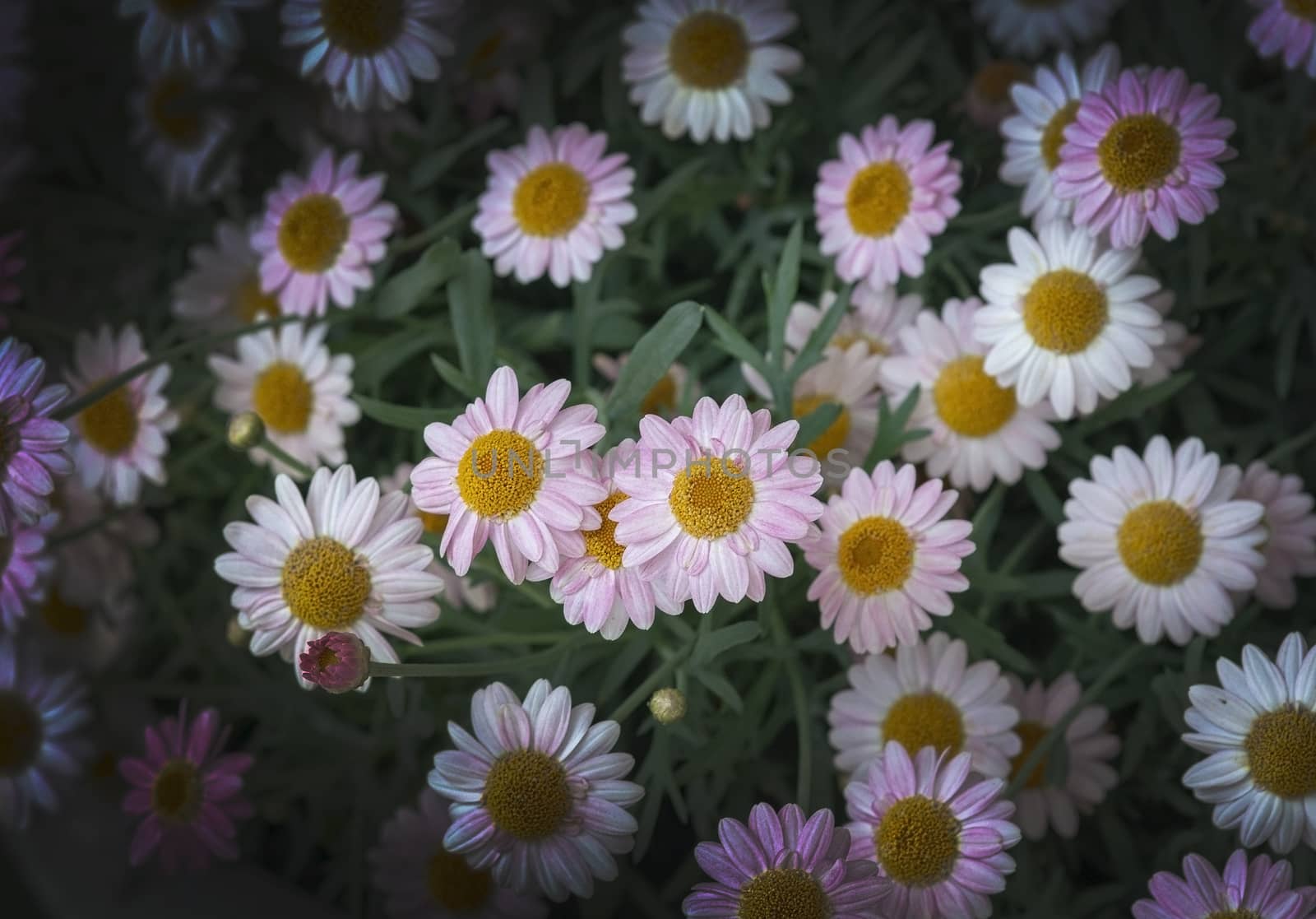 White daisy flowers closeup. Spring garden series, Mallorca, Spain.